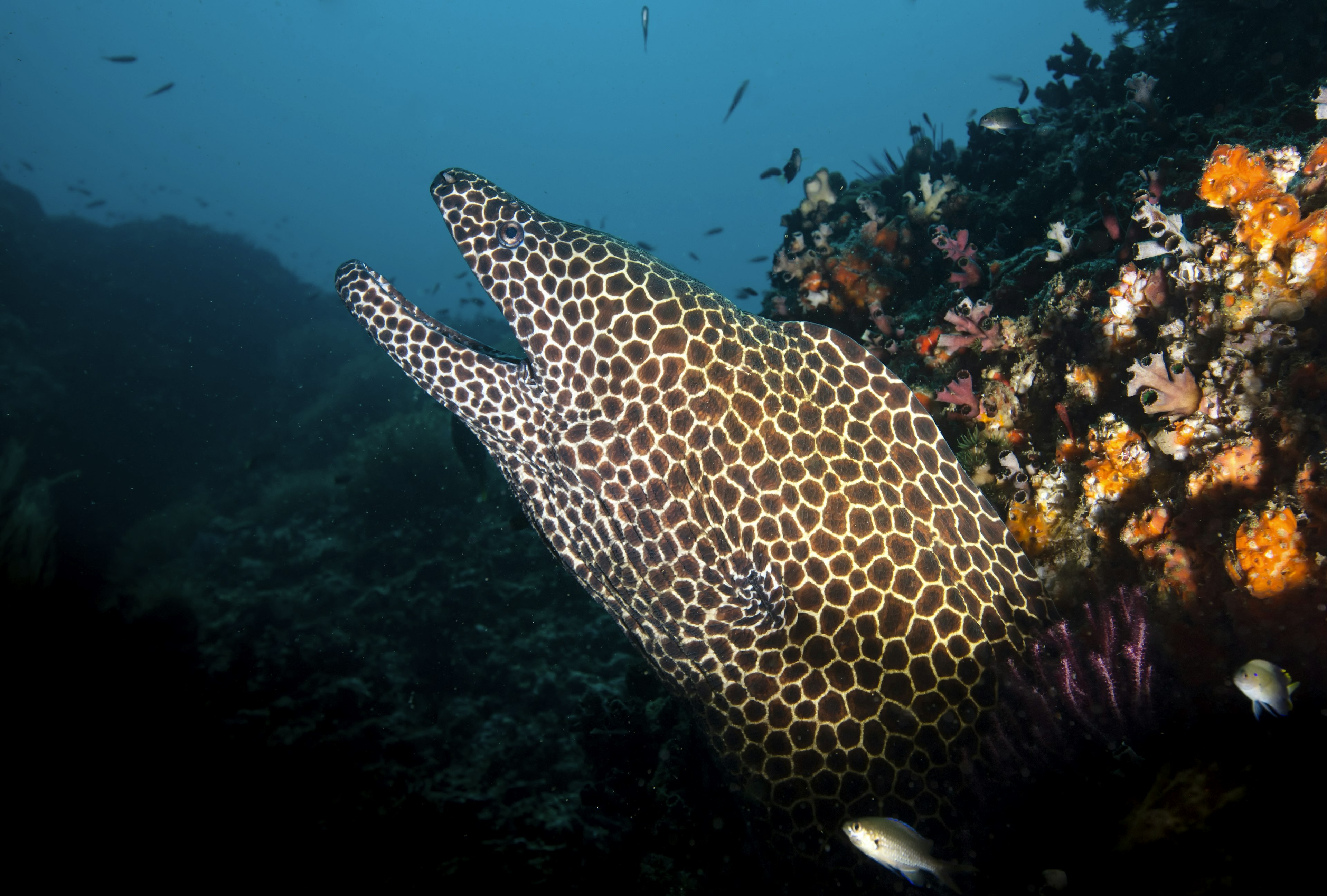 Honeycomb moray eel protruding out of coral shot from below against blue background.