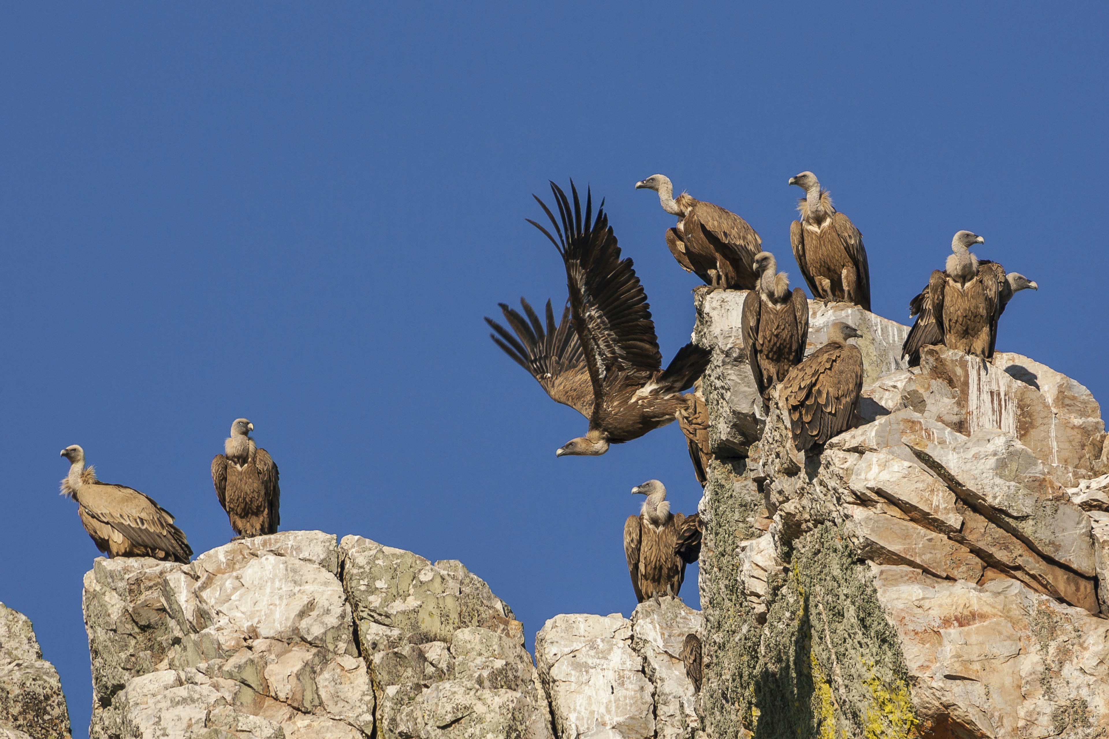 Griffon vultures are just one of the bird species to look out for in Monfrague National Park.