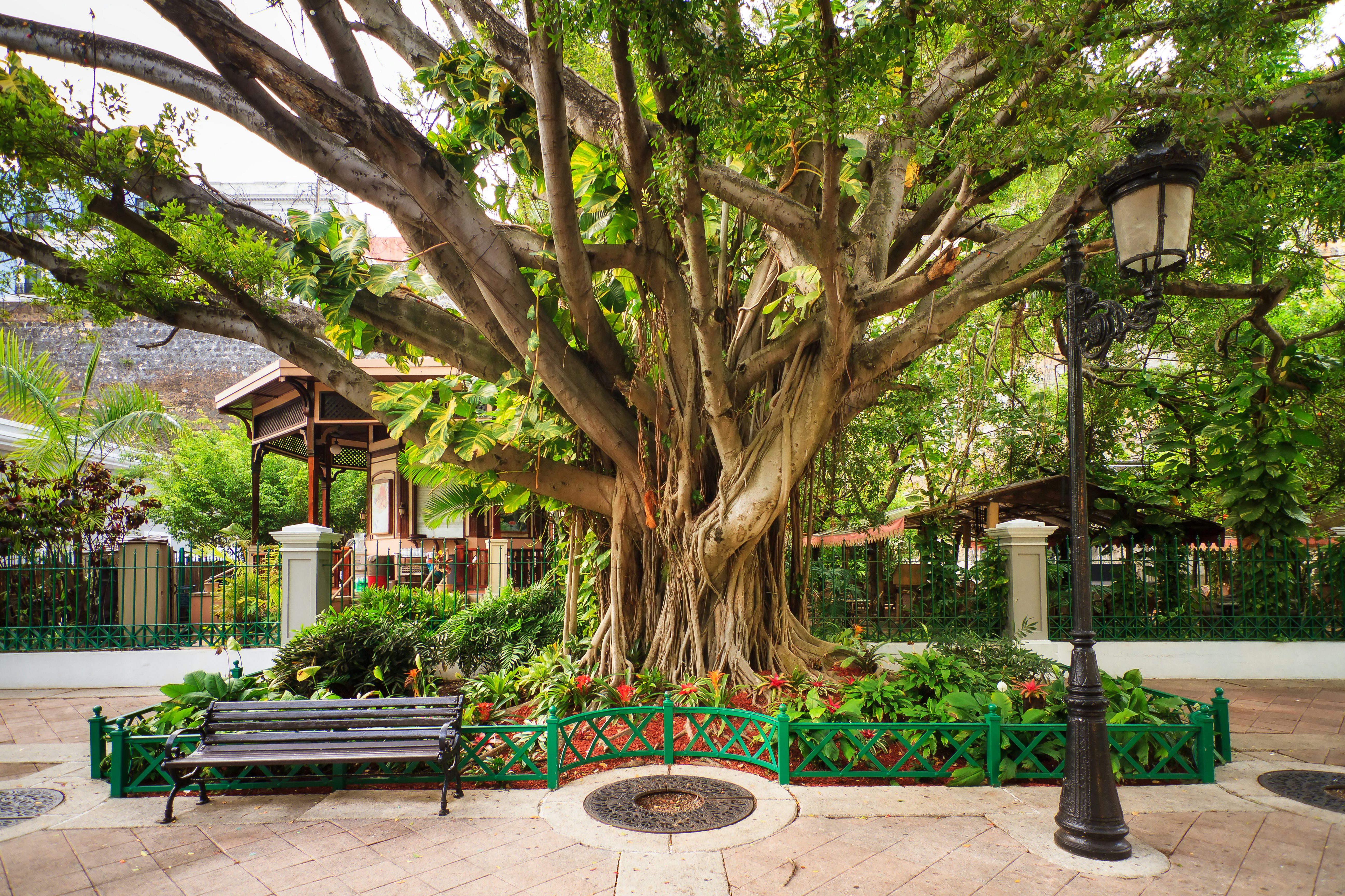 Urban cityscape of old San Juan, Puerto Rico, with an ancient tree, a lantern and a bench