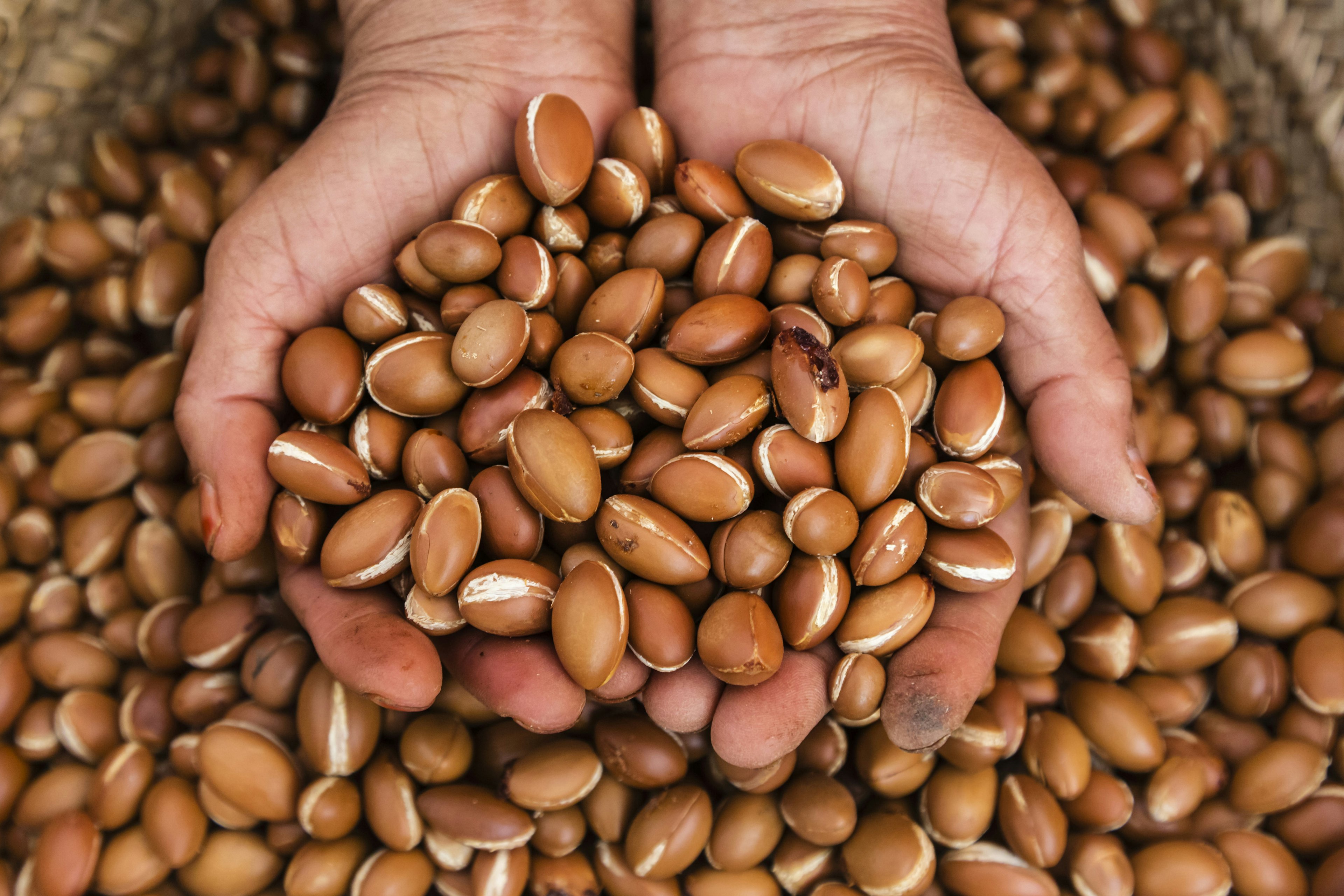 Close up of hands holding argan oil nuts.