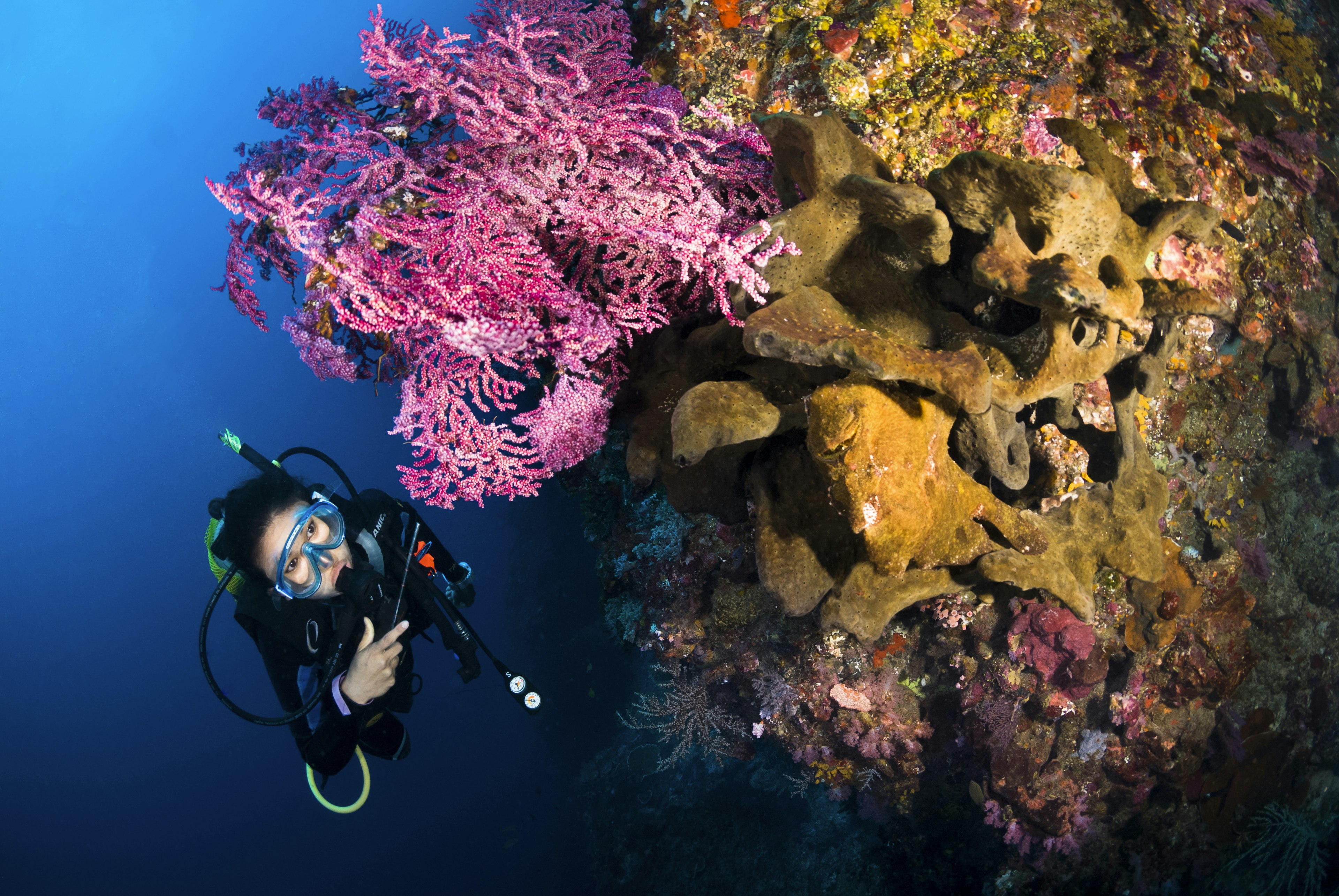 Scuba diver at a reef underwater at Crystal Bay, Nusa Penida, Bali, Indonesia