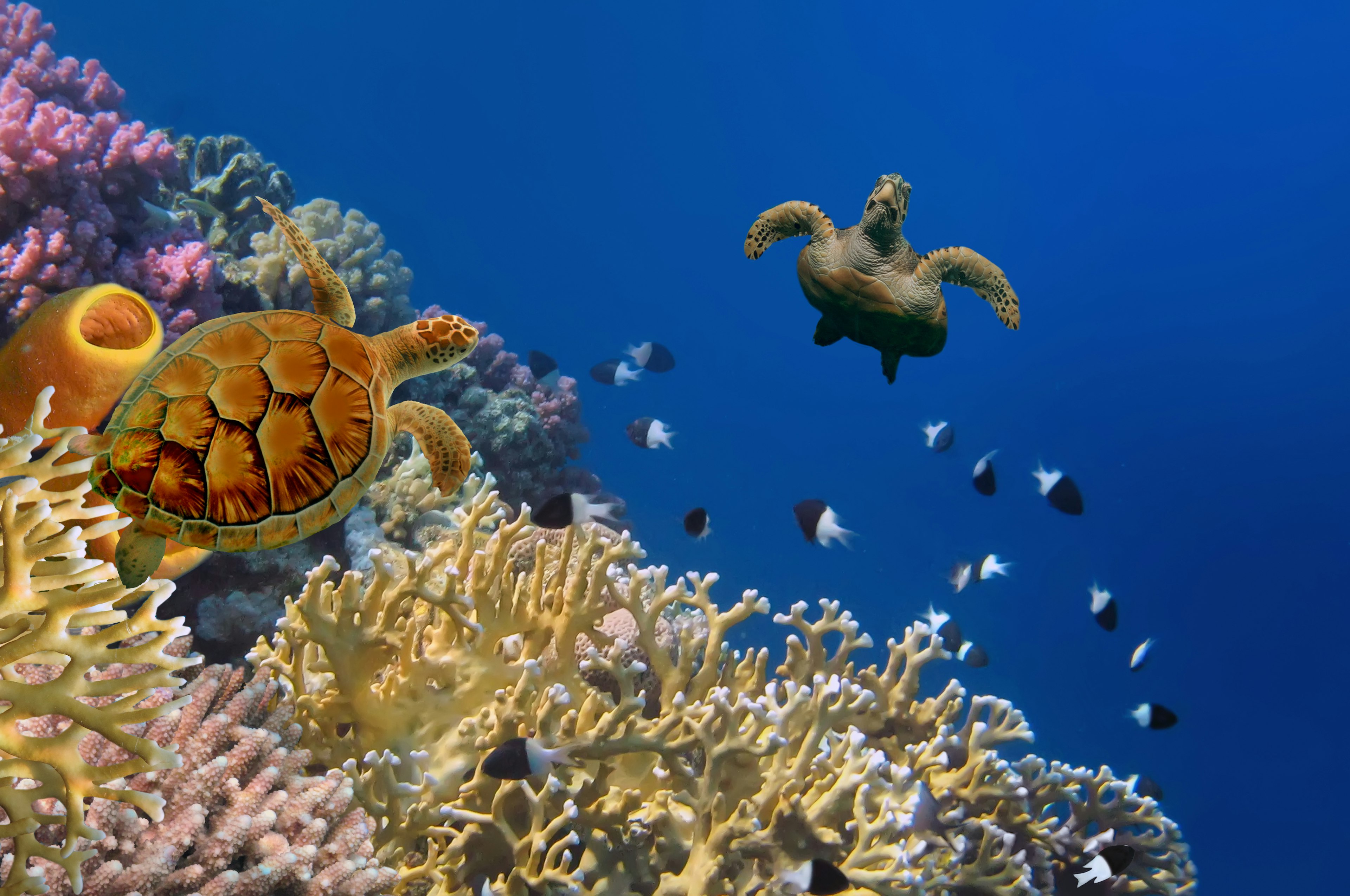 Sea turtles and black-and-white fish swim by a coral reef off the coast of Bonaire