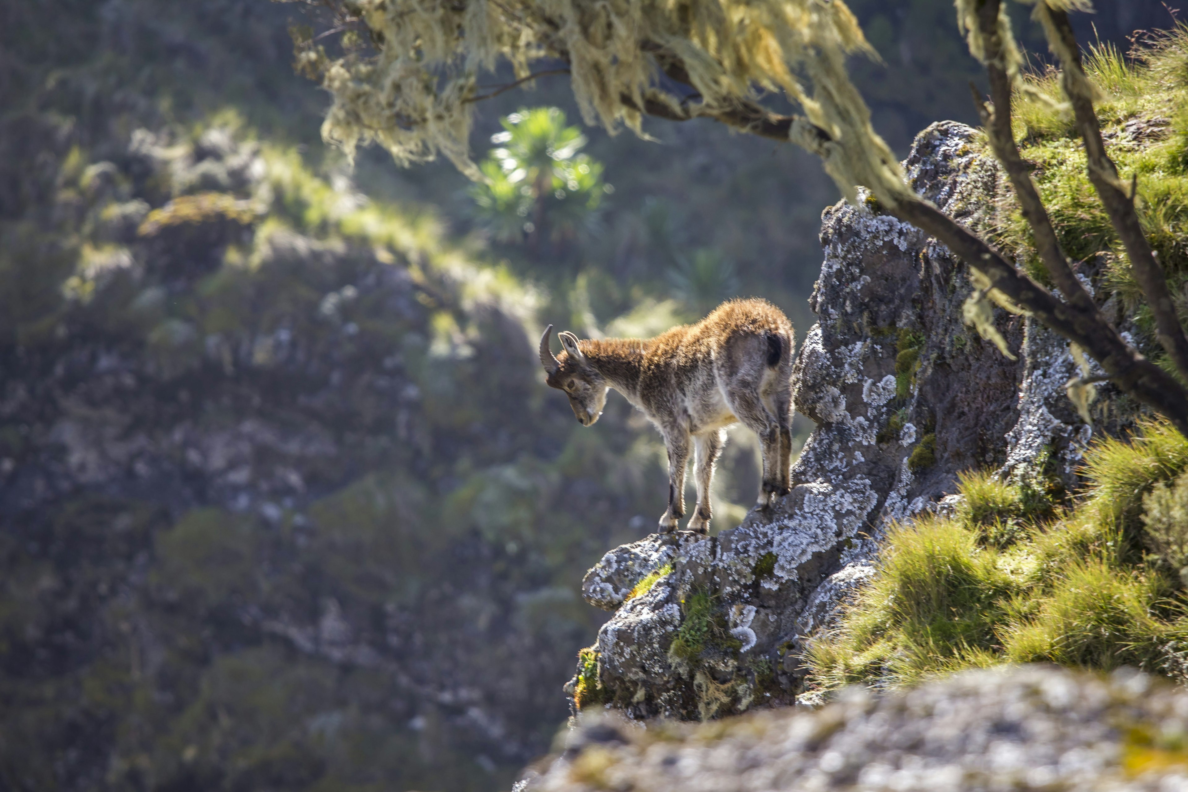 A walia Ibex teeters on a high rock in the Simien Mountain range