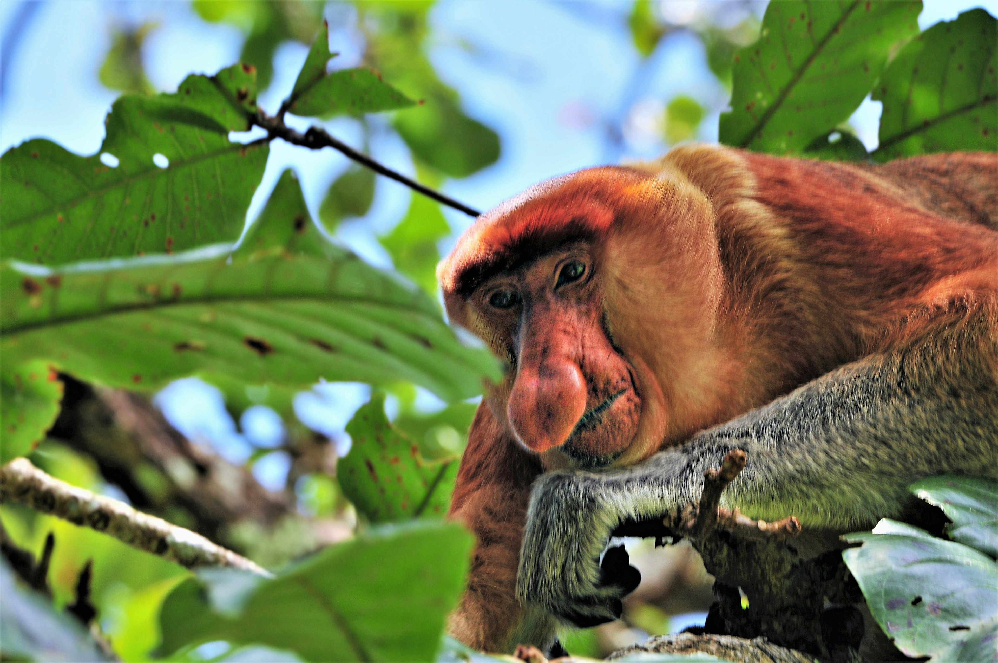 Proboscis Monkey, Bako National Park, Kuching, Borneo, Malaysia