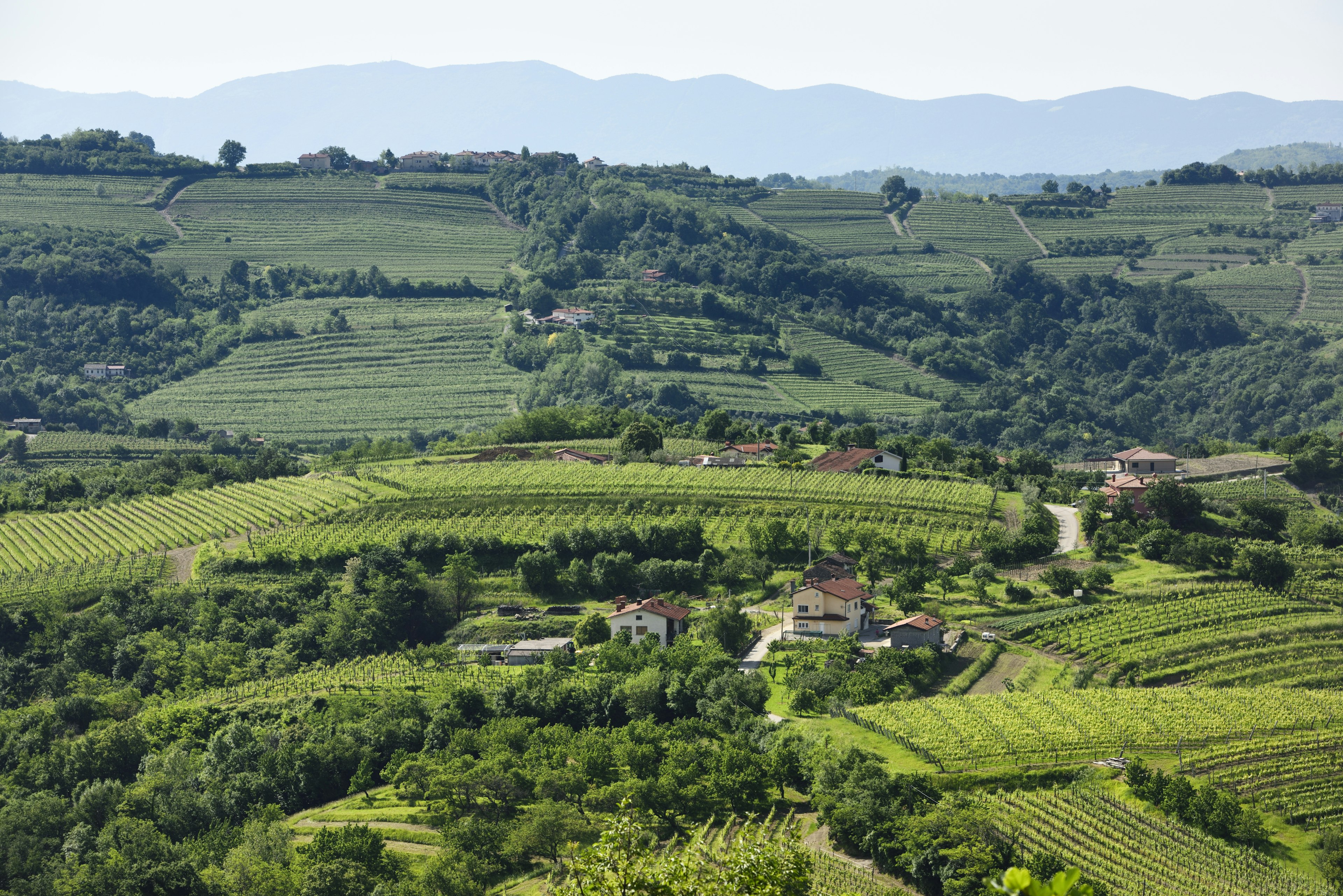 Green hills covered in rows of vines and orchards