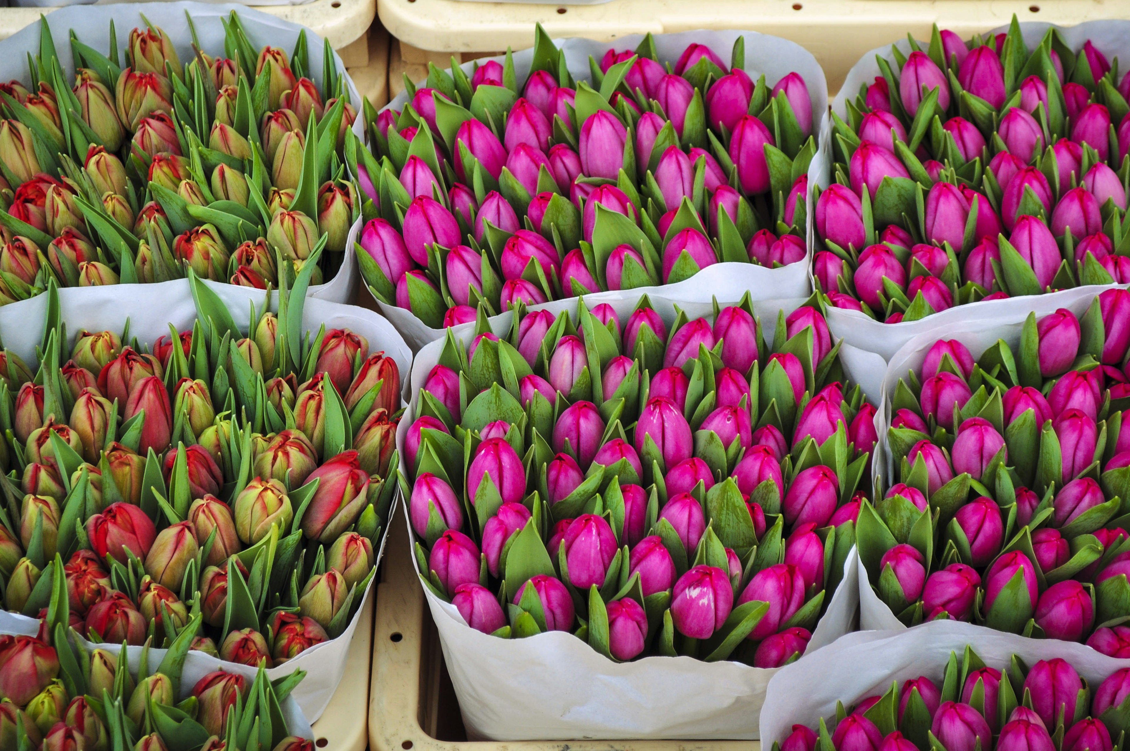 Tulips on display at an open city market in Amsterdam.