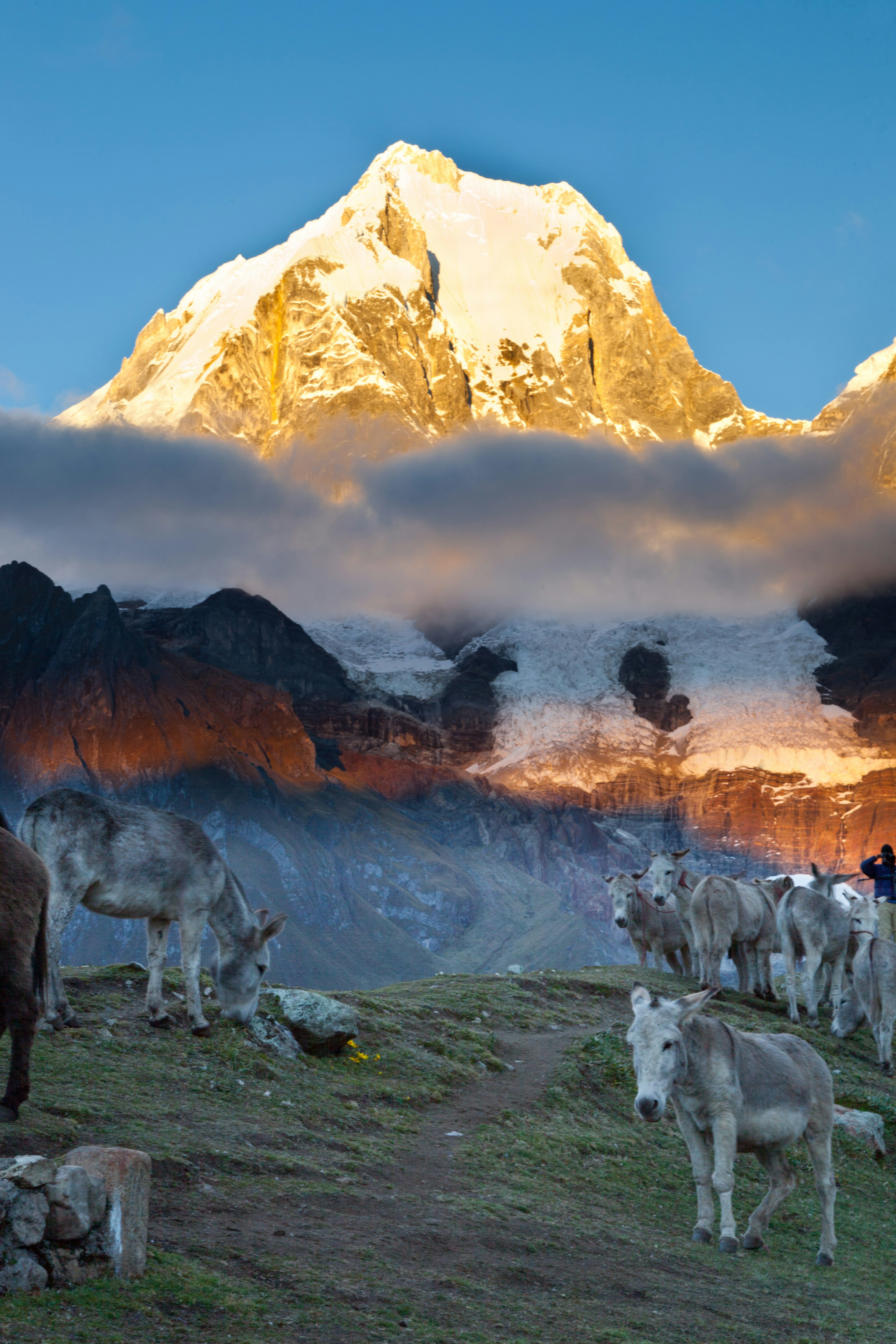 Donkeys graze as the sun hits a snowy Huayhuash peak in the background