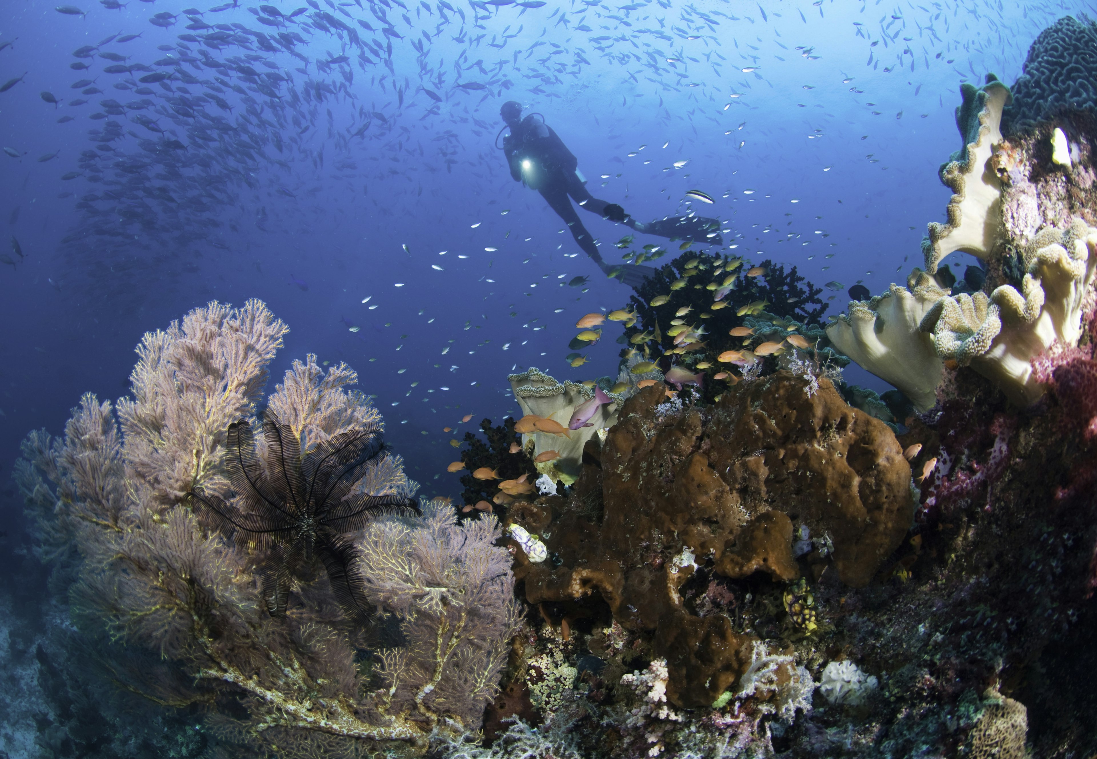 A scuba diver shines a light on a reef covered with colorful corals and vivid fish