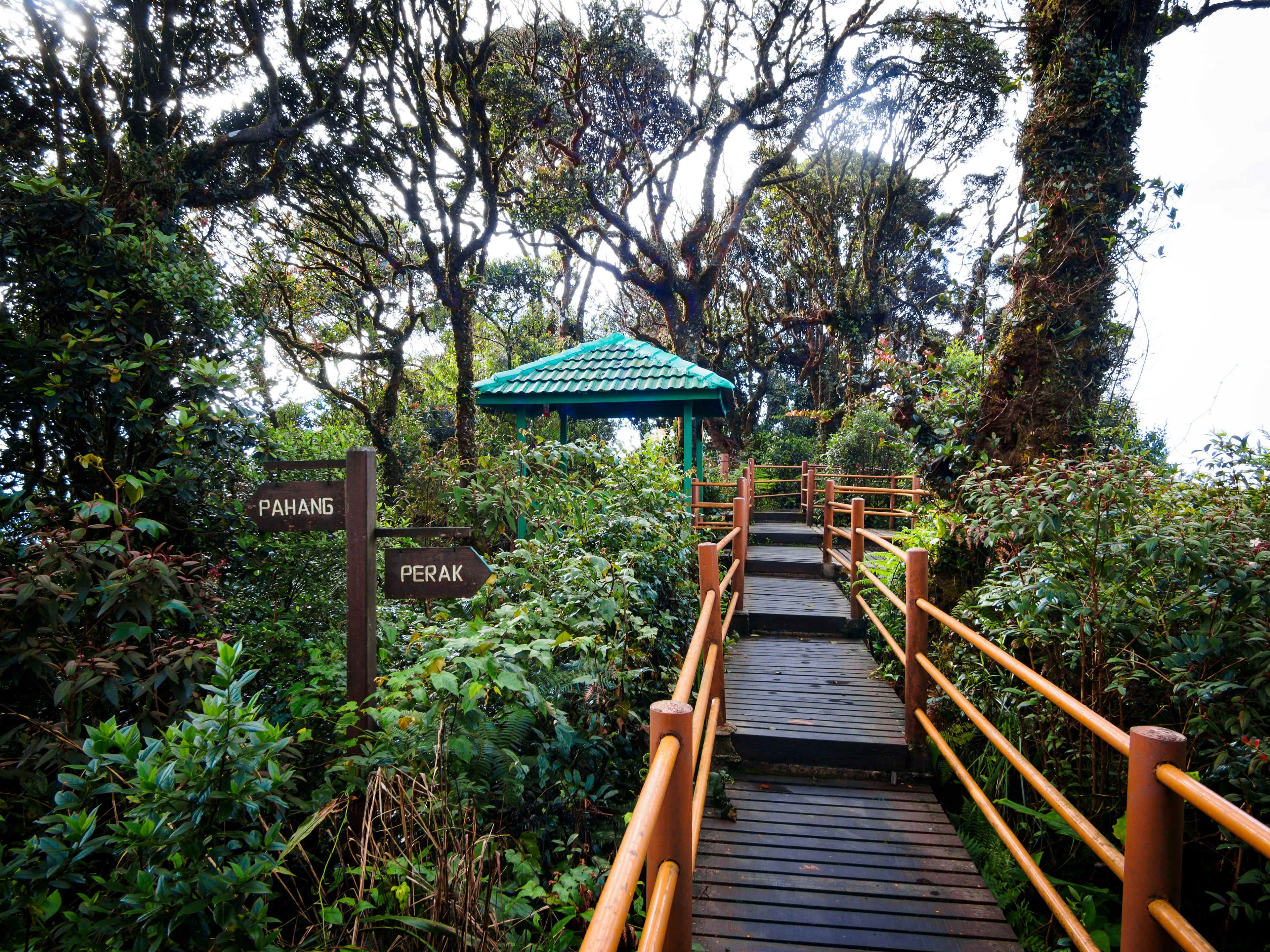 Elevated wooden walkway through 'Mossy Forest', which lies on the ridge-top boundary between Pahang and Perak states, just below the summit of Mount Brinchang in the Cameron Highlands.