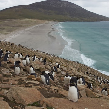 Rockhopper penguins climb a rocky hill on Saunders Island.