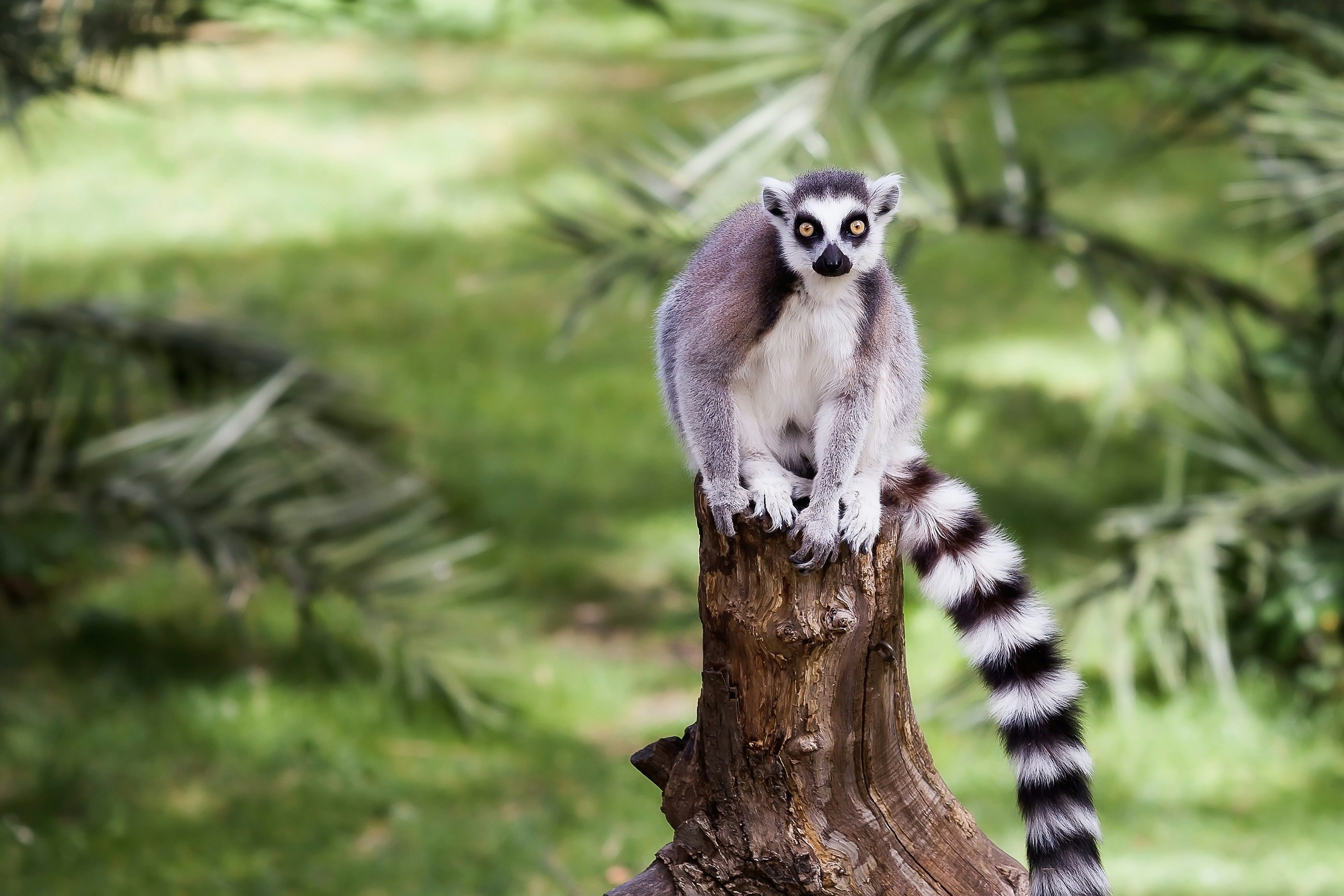 A ring tailed lemur sits atop a tree stump in Antananarivo, with greenery in the background. It has a white chest, light grey black and a striped tail of black and white. It's face is white, but there are black circles around its yellow eyes and its mouth