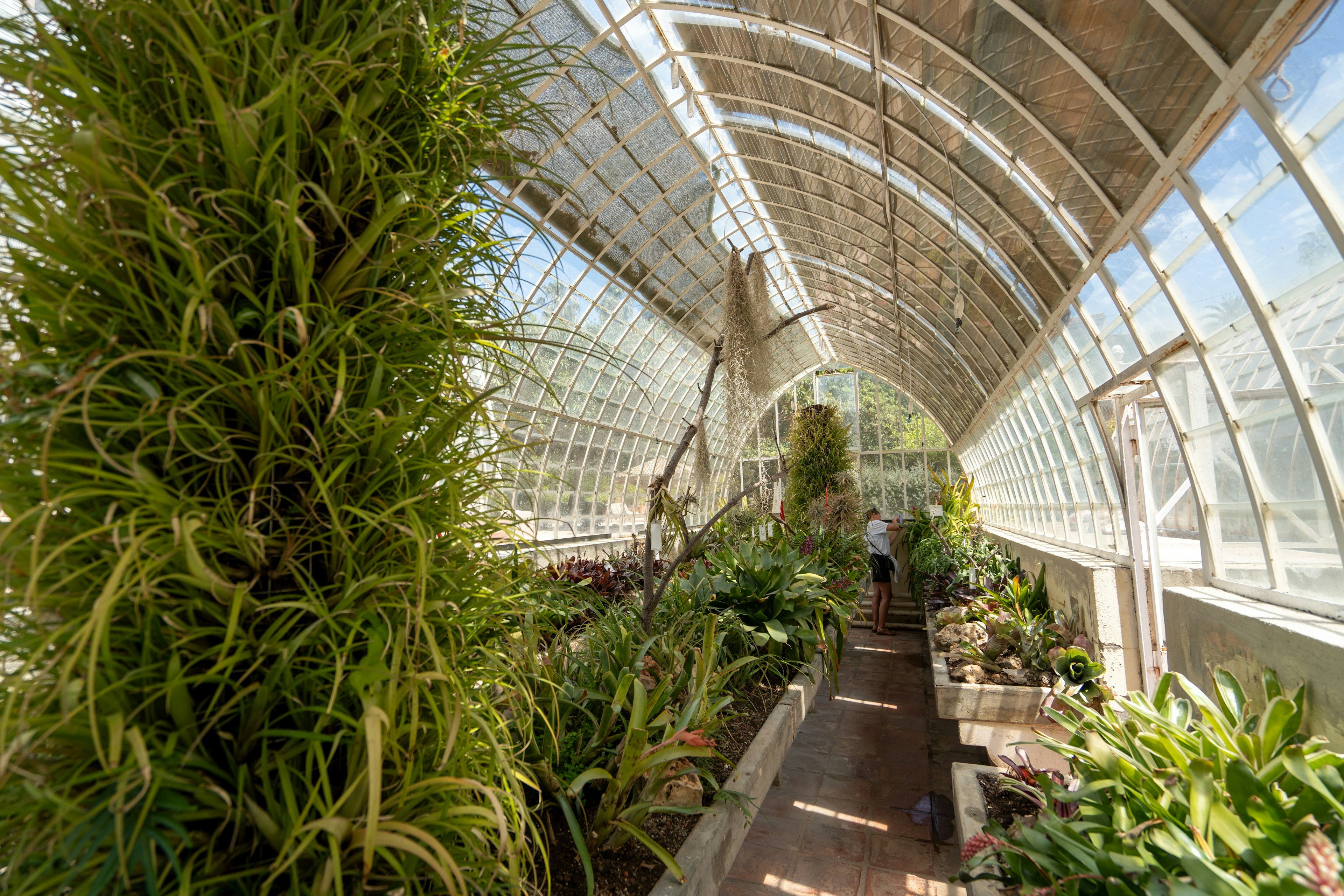 A person looks at the greenery inside a glasshouse at the Jardín Botánico in Valencia, Spain