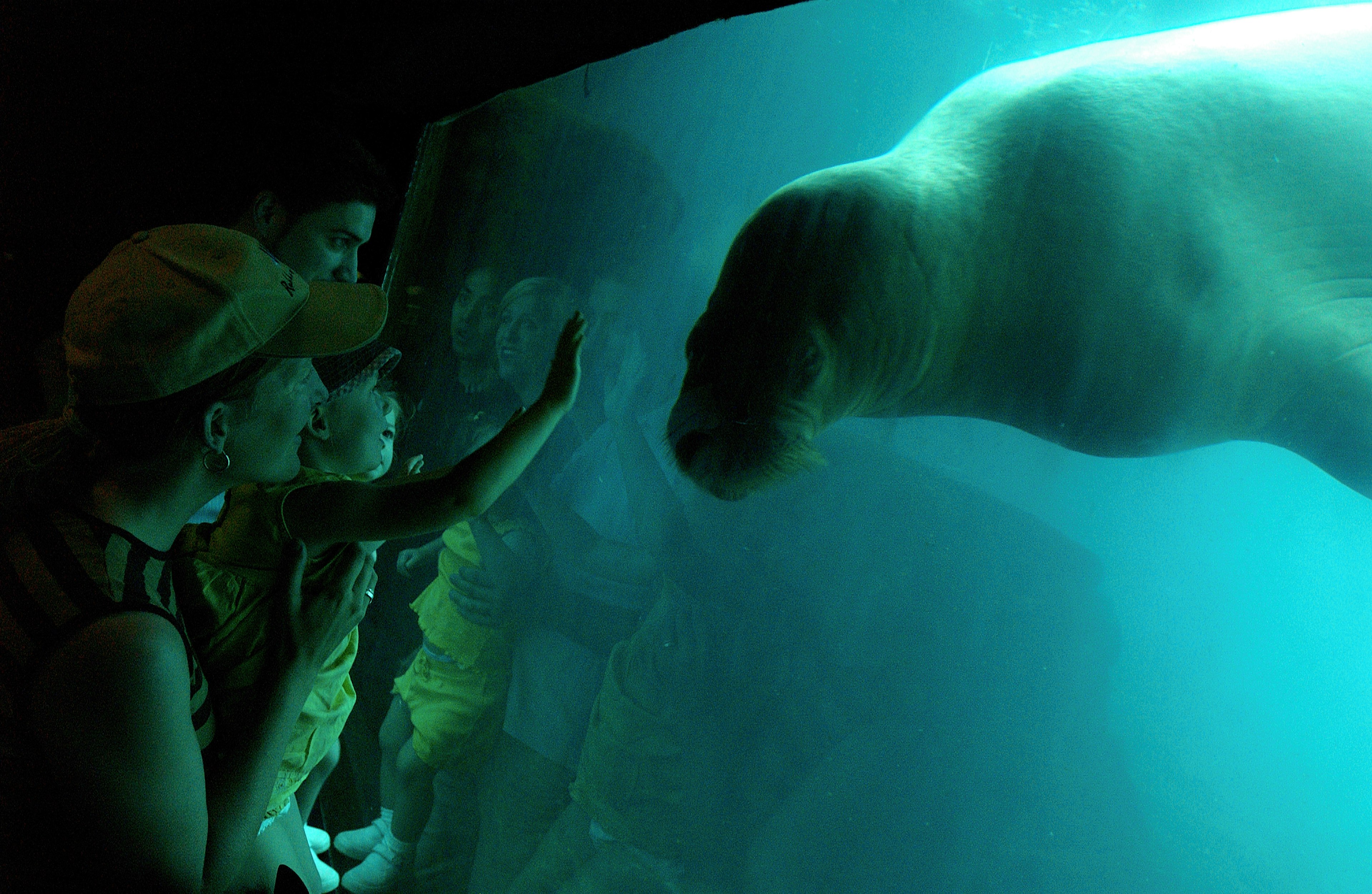 A mother holds a child who is holding her arm up to a large window; on the other side is an inquistive seal