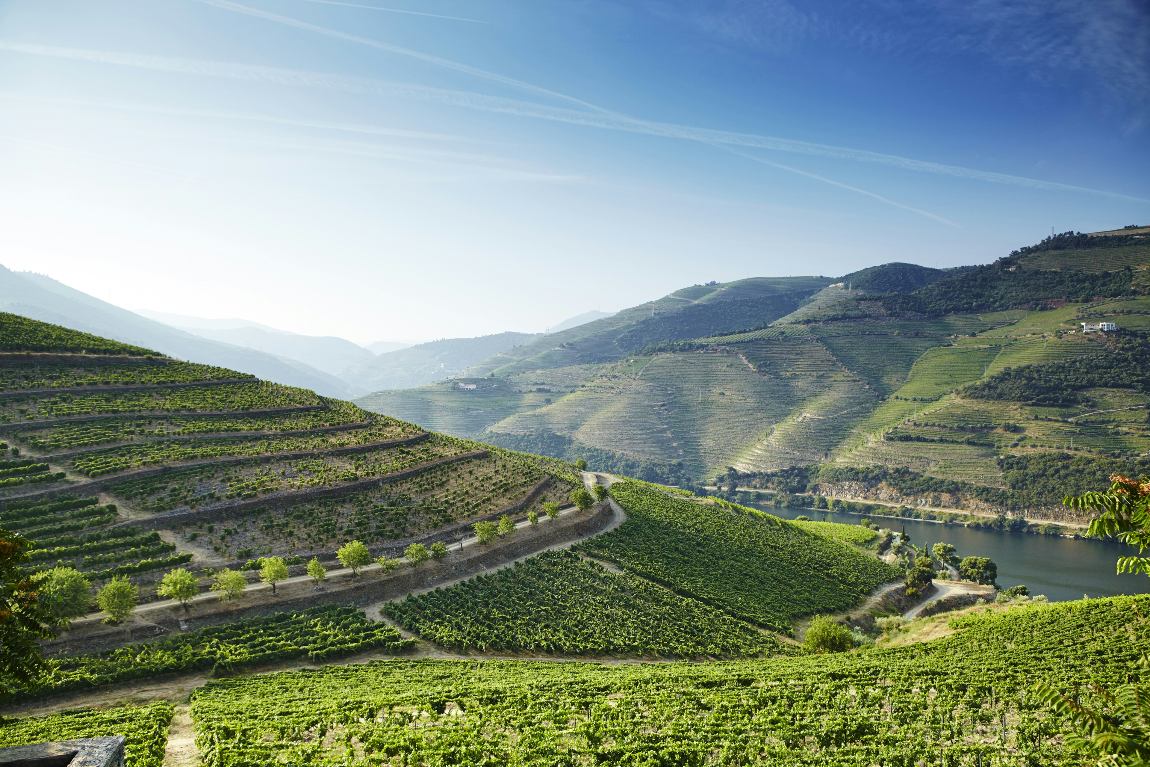 Steeply terraced vineyards rising from the banks of the Rio Douro in the Douro winemaking region.