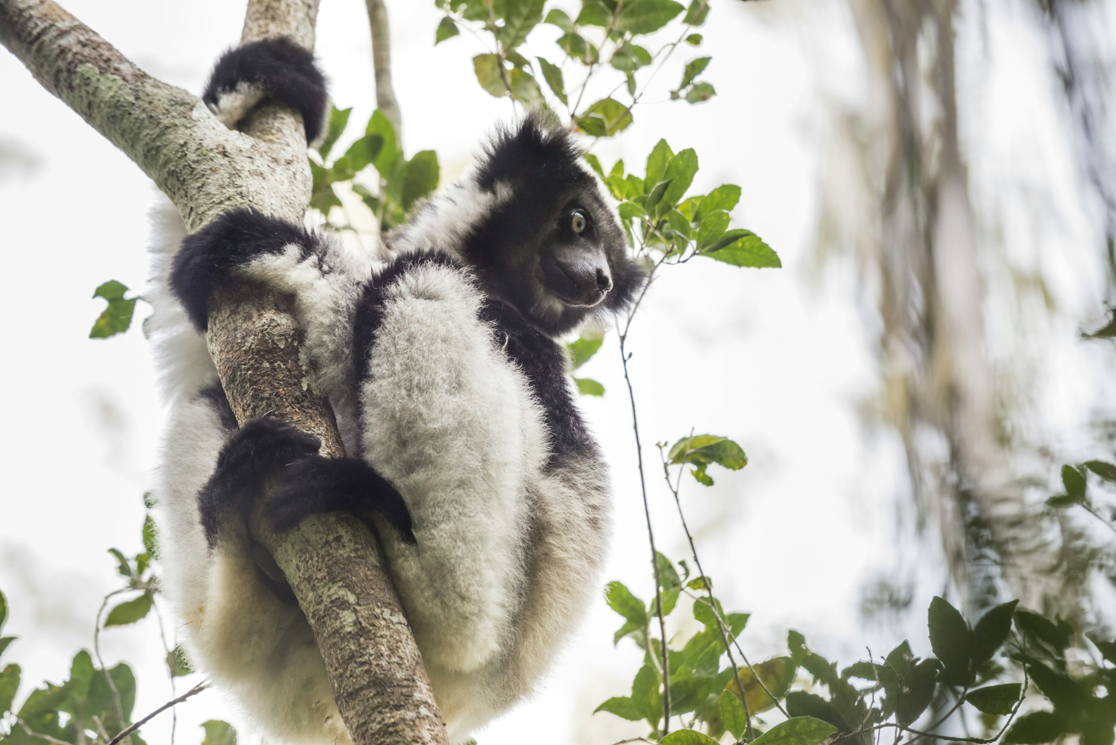 Indri in the rainforests of eastern Madagascar, Andasibe, Madagascar.