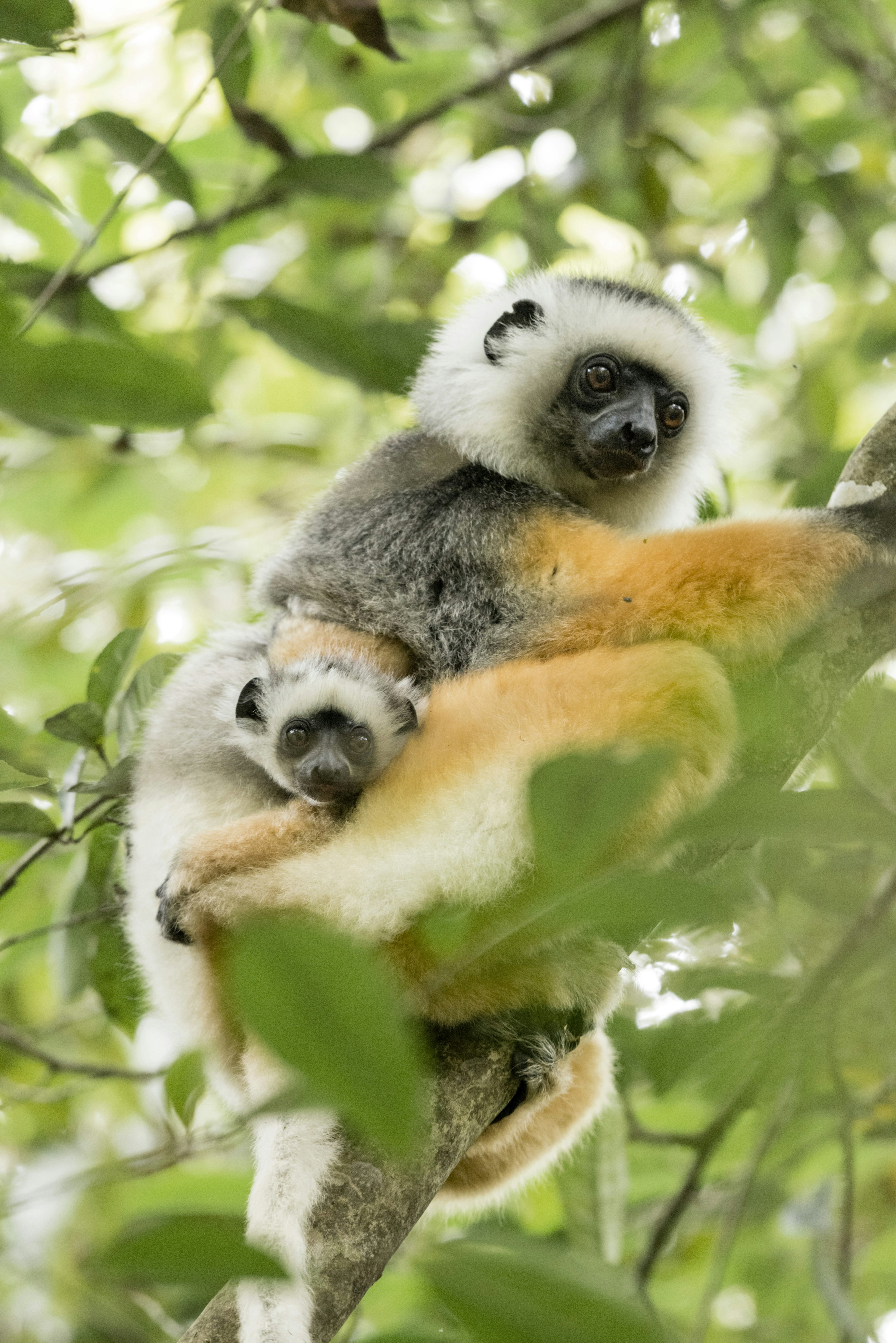 A diademed sifaka with her baby, Andasibe, Madagascar.