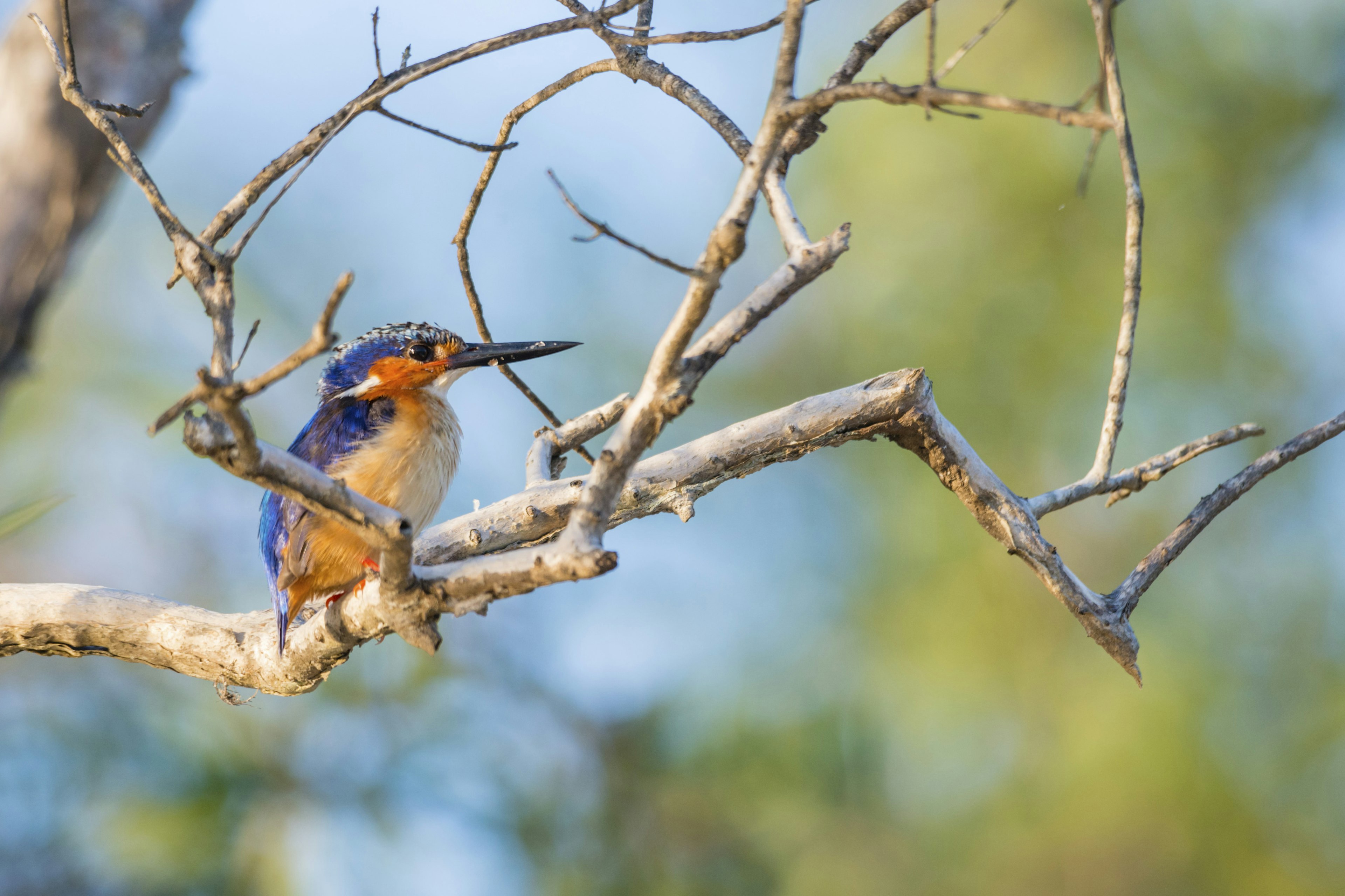 A Madagascar kingfisher on the banks of the Pangalanes Canal, Palmarium Reserve, Madagascar