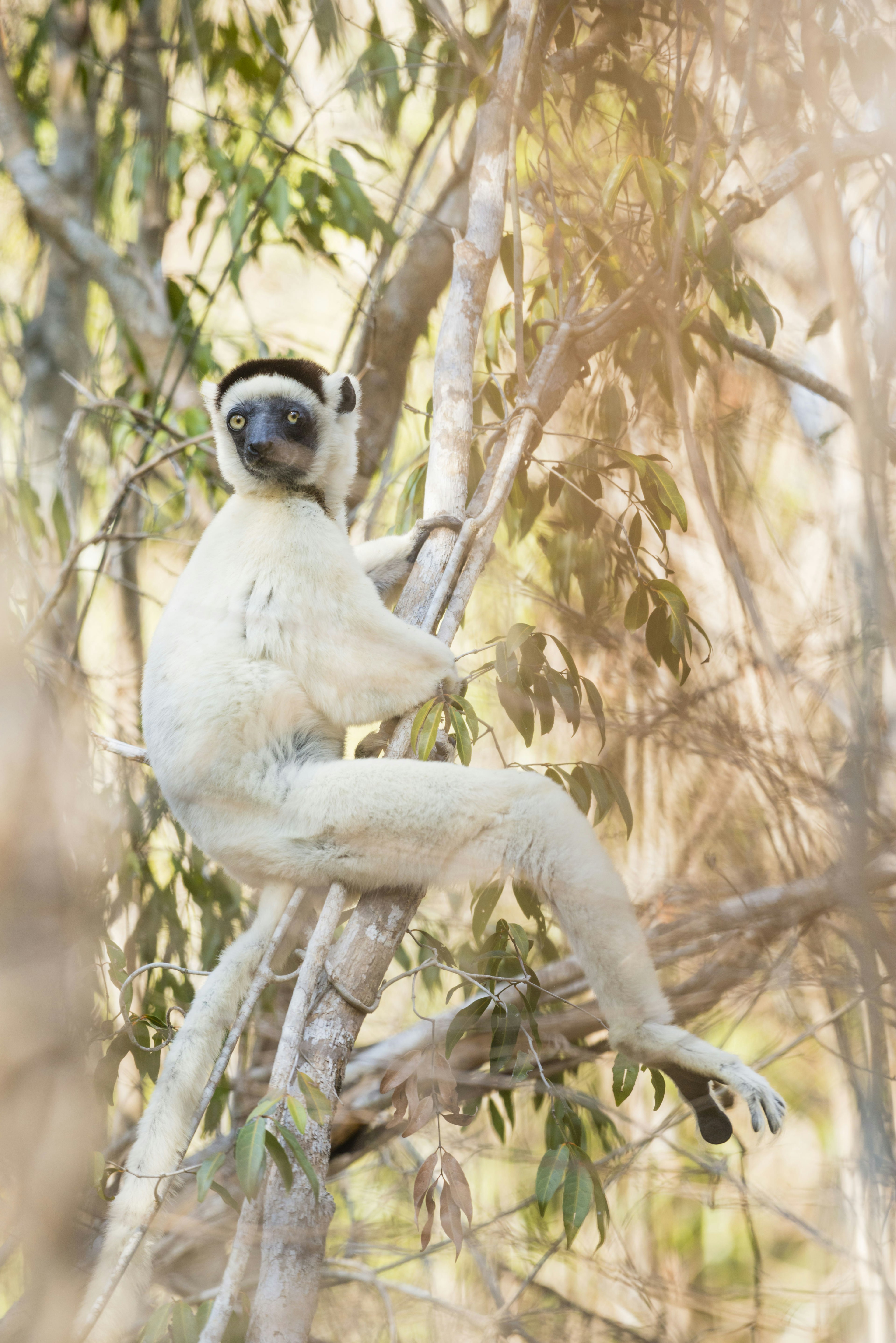 The tree-dwelling Verreaux’s sifaka at Kirindy camp, Madagascar.