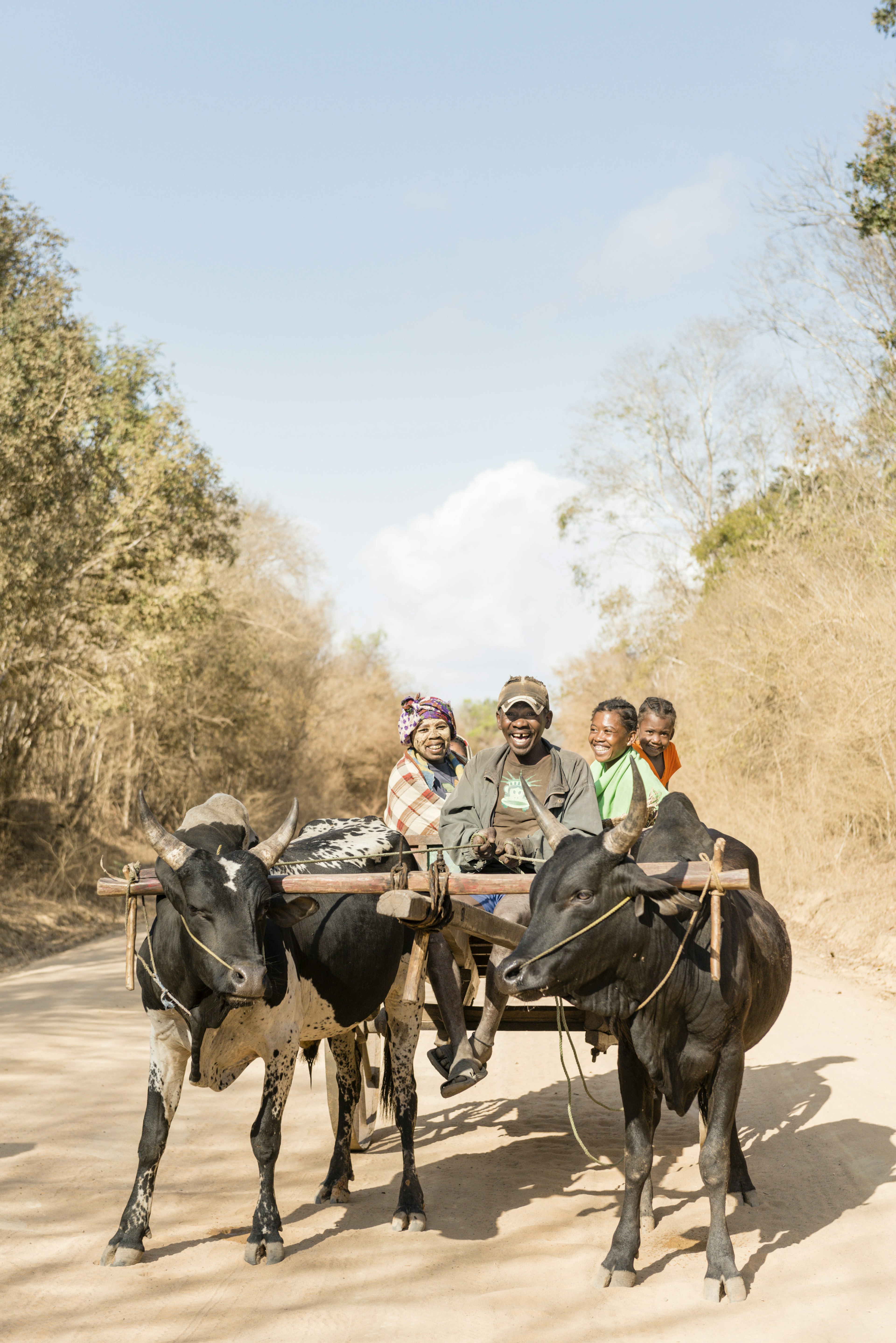 A family on the zebu cart, pulled by cattle on a dirt road.