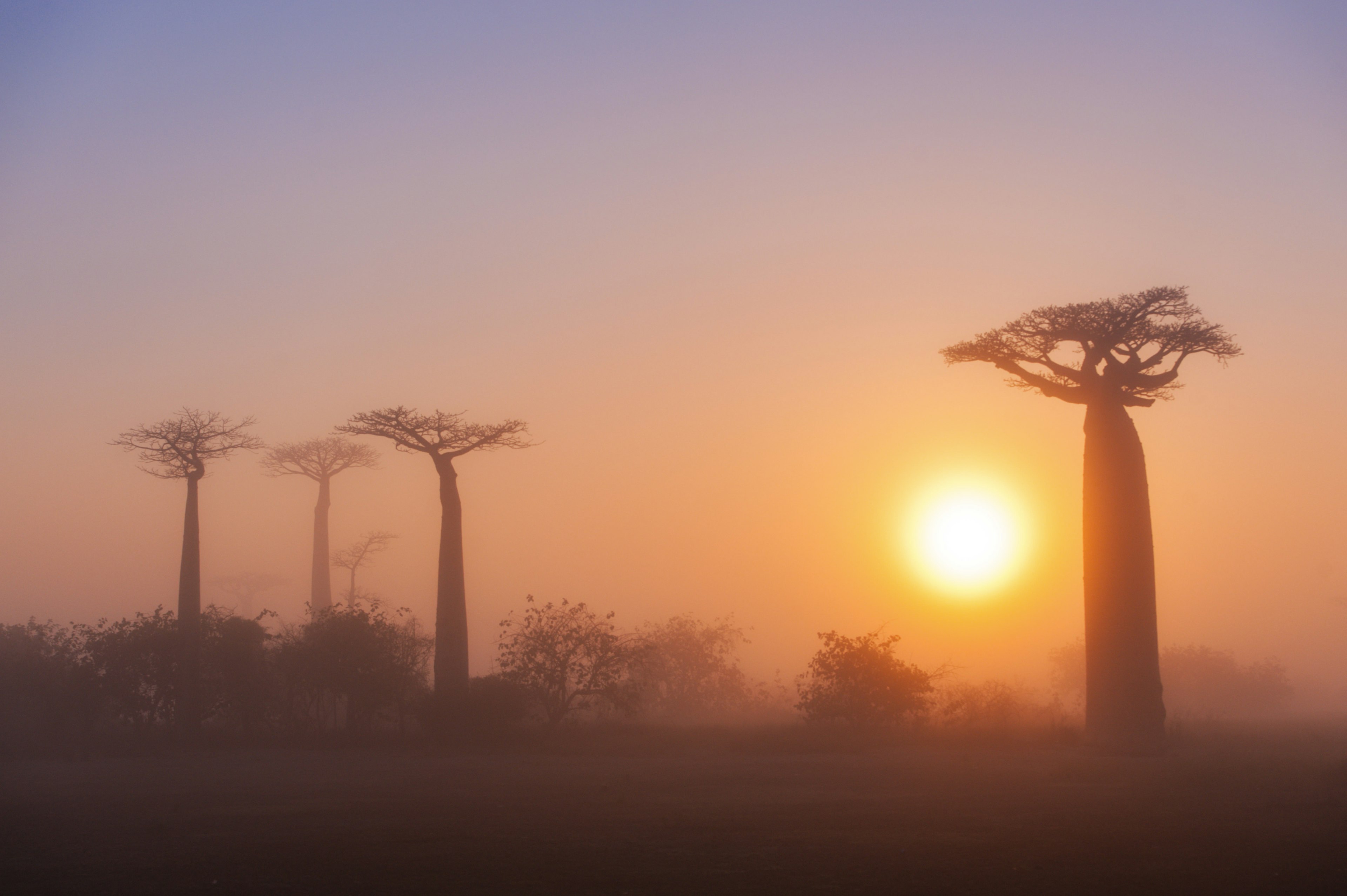 Mist shrouding the Avenue of the Baobabs at dawn.