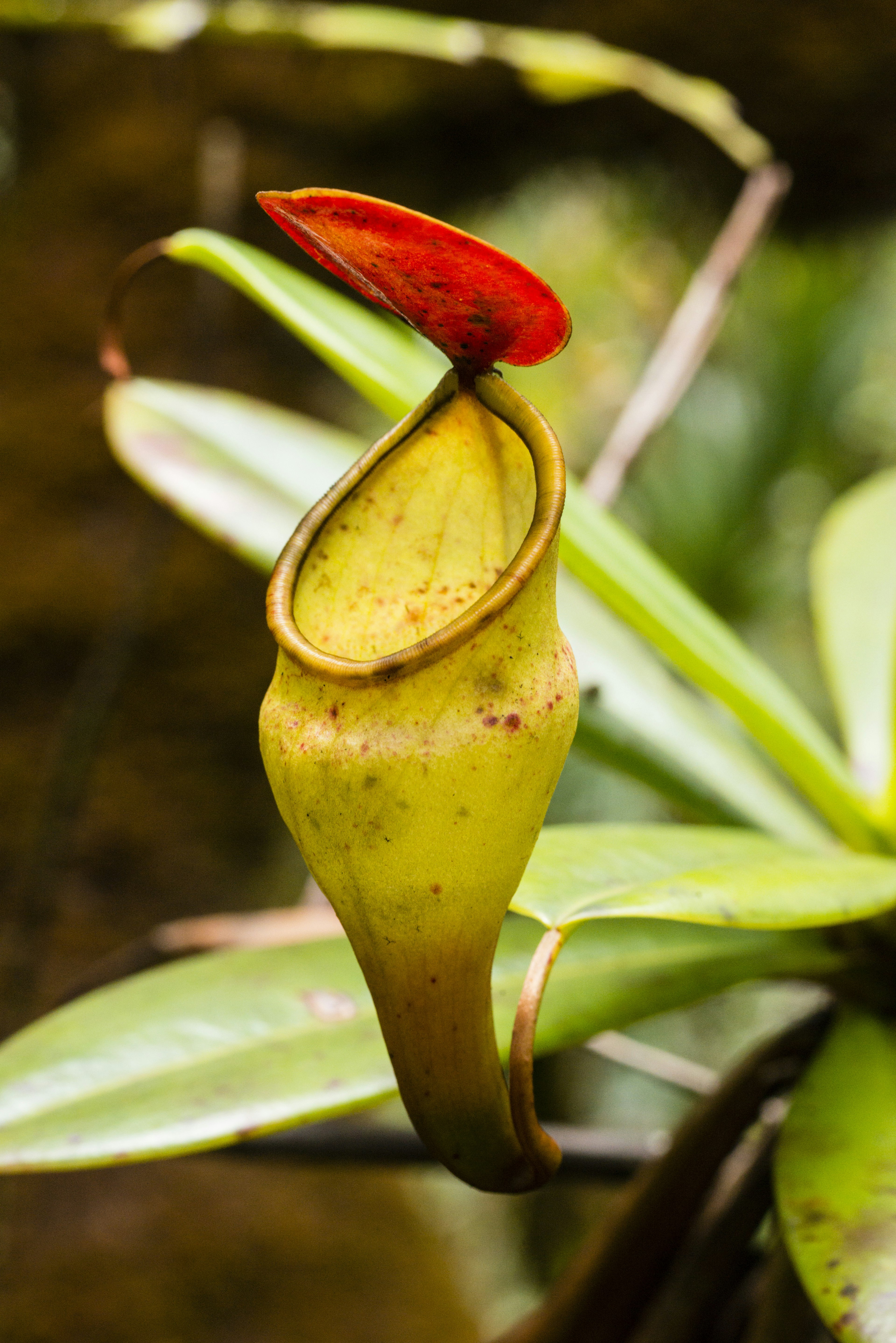 Deadly nature: looking like an ornate, greeny-yellow vase with a rolled tear-shaped rim and a leaf-like lid propped open, the carnivorous pitcher plant lies in wait for its next victim.