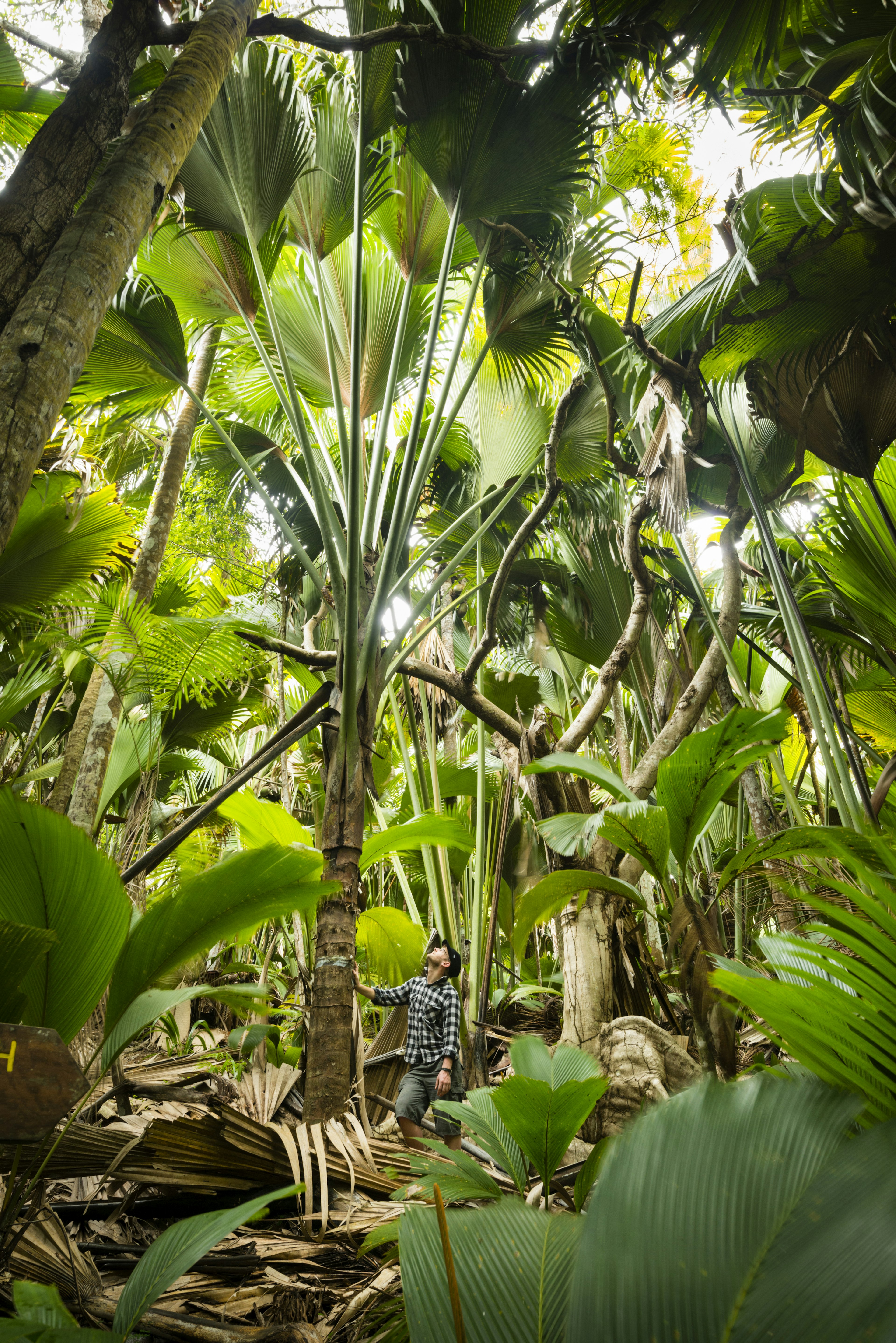 A man stands beneath a coco de mer palm tree. He's looking up to its fronds that splay out and fille the sky. A very lush and verdant image.