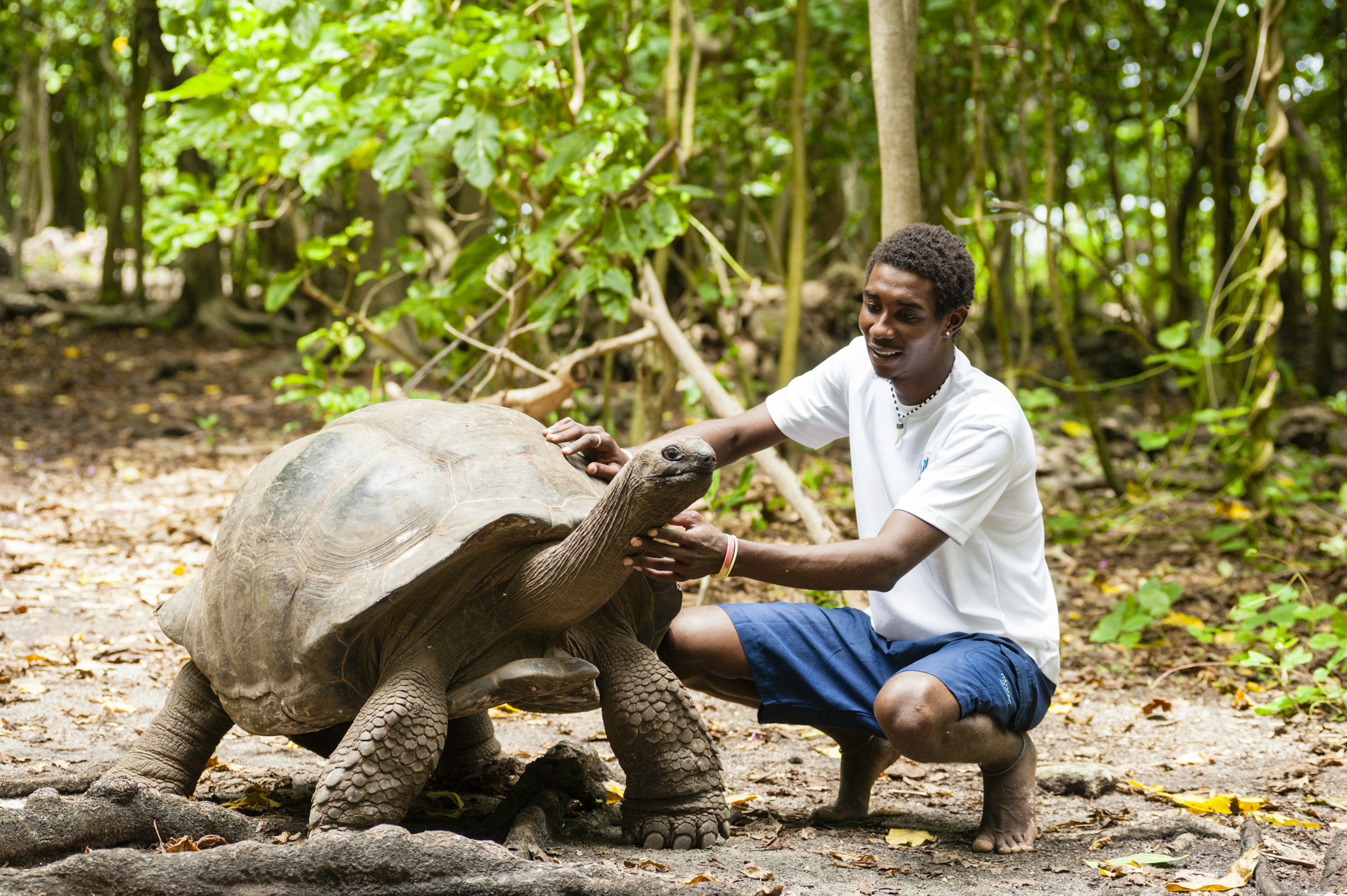 George, one of the oldest giant tortoises, stands and lifts his head as a local guide crouches beside him in the forest and strokes his long neck