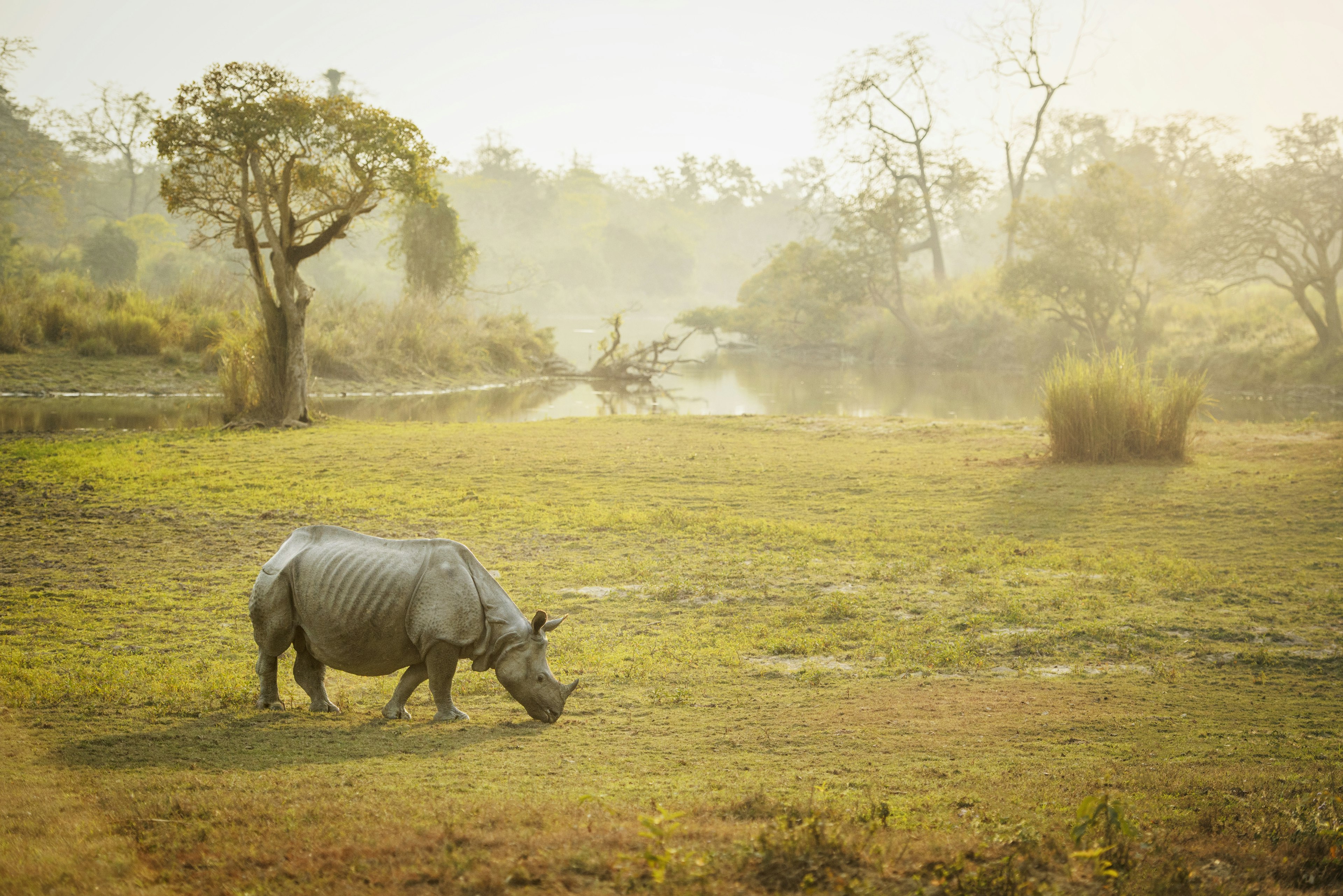 A rhino grazes on grassland in Kaziranga National Park. In the background a lake and forest is visible.