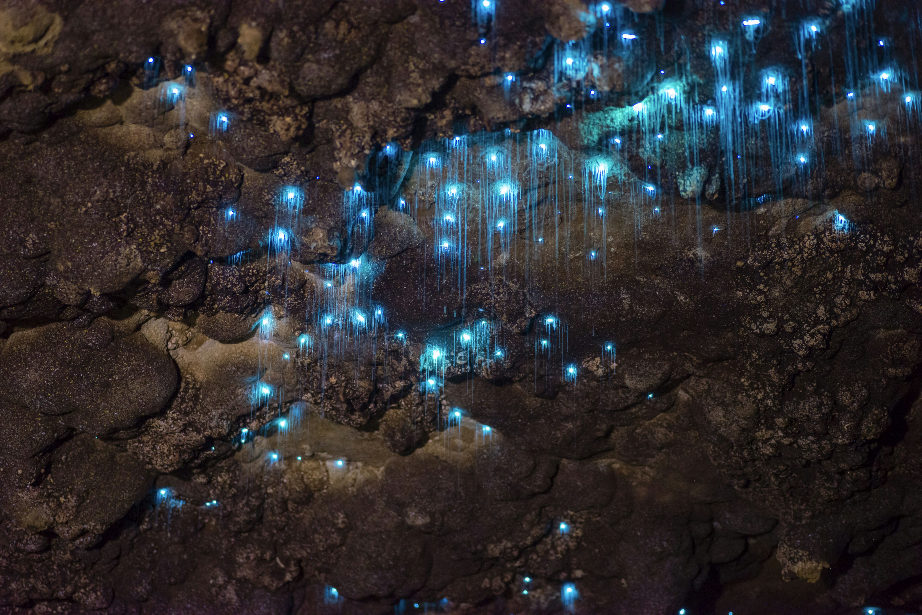 Glowworms in Waitomo Caves.