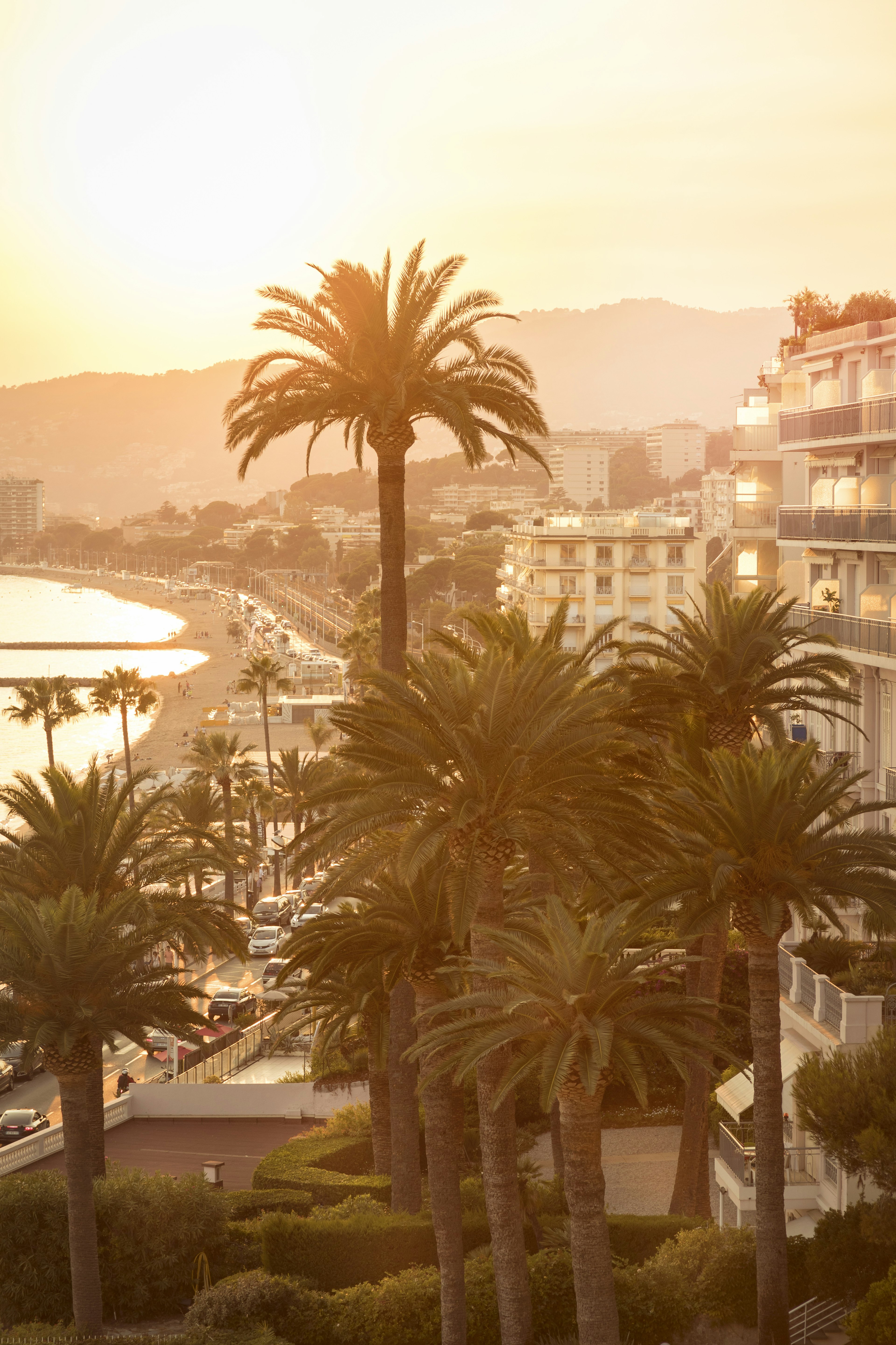 Evening view of palm trees along Cannes' western beach