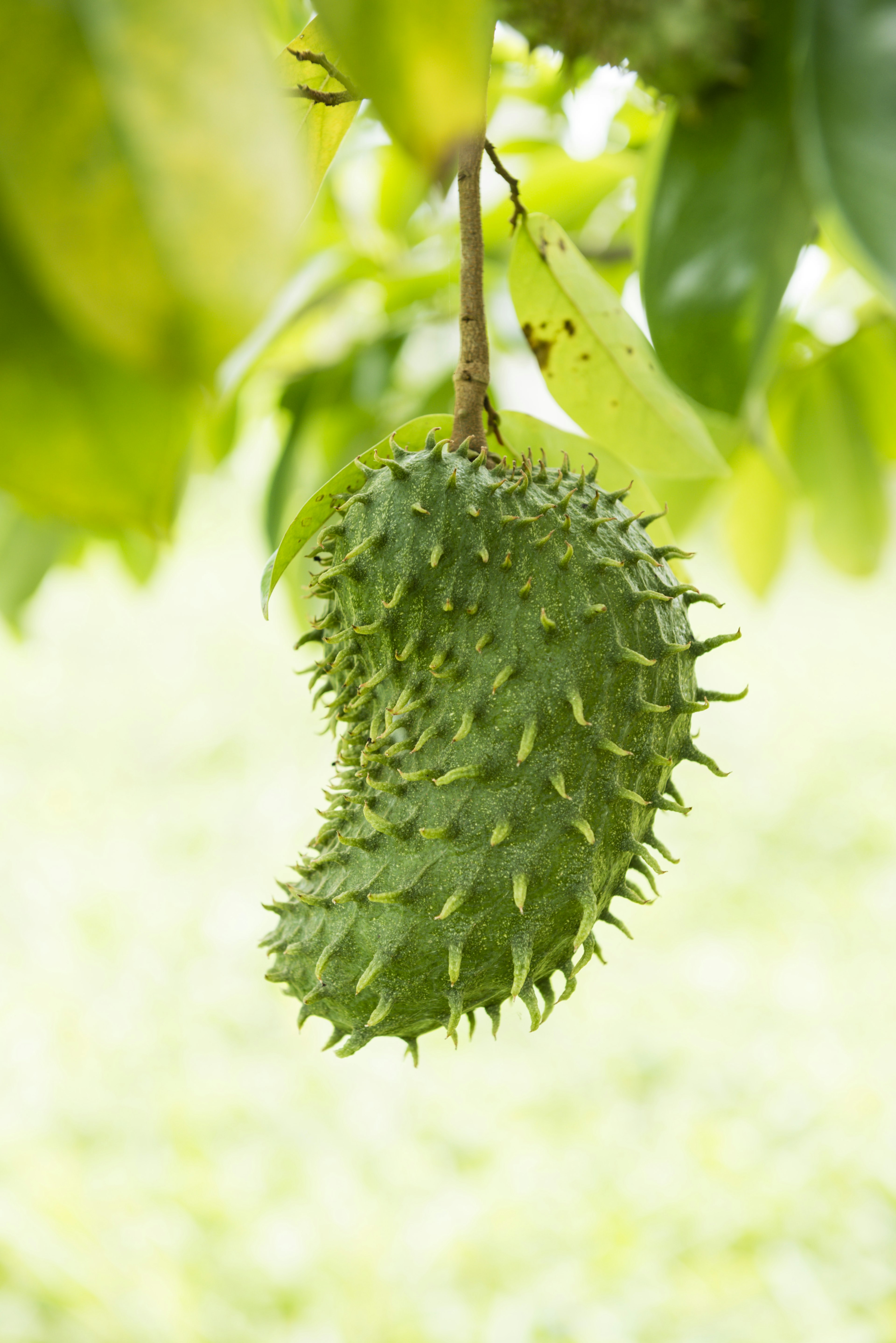 Shaped like a kidney bean, this spiky bright green fruit hangs from a tree branch.