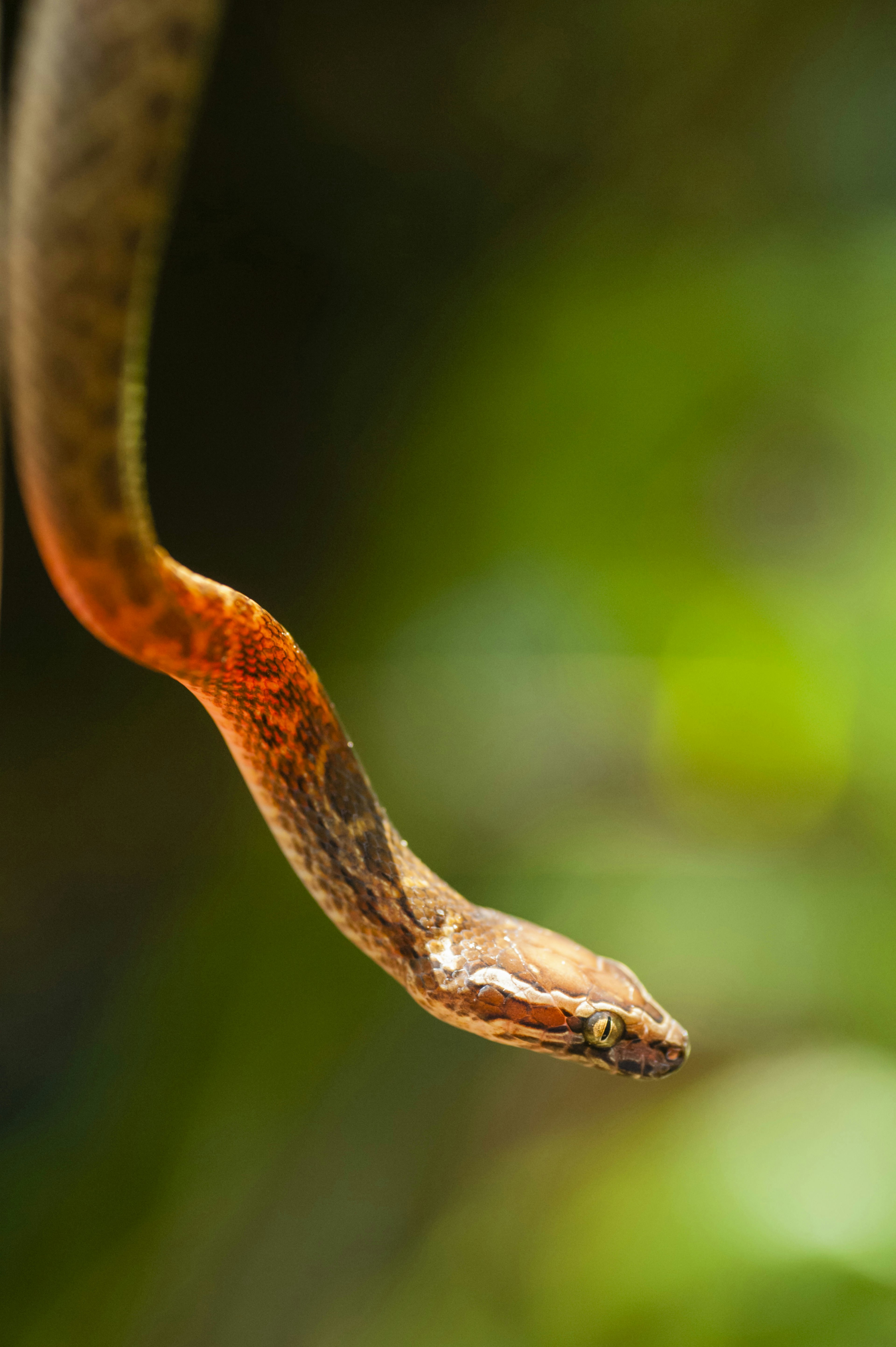 The head and section of body from a reddish-brown snake hang seemingly in space with a blurred green background