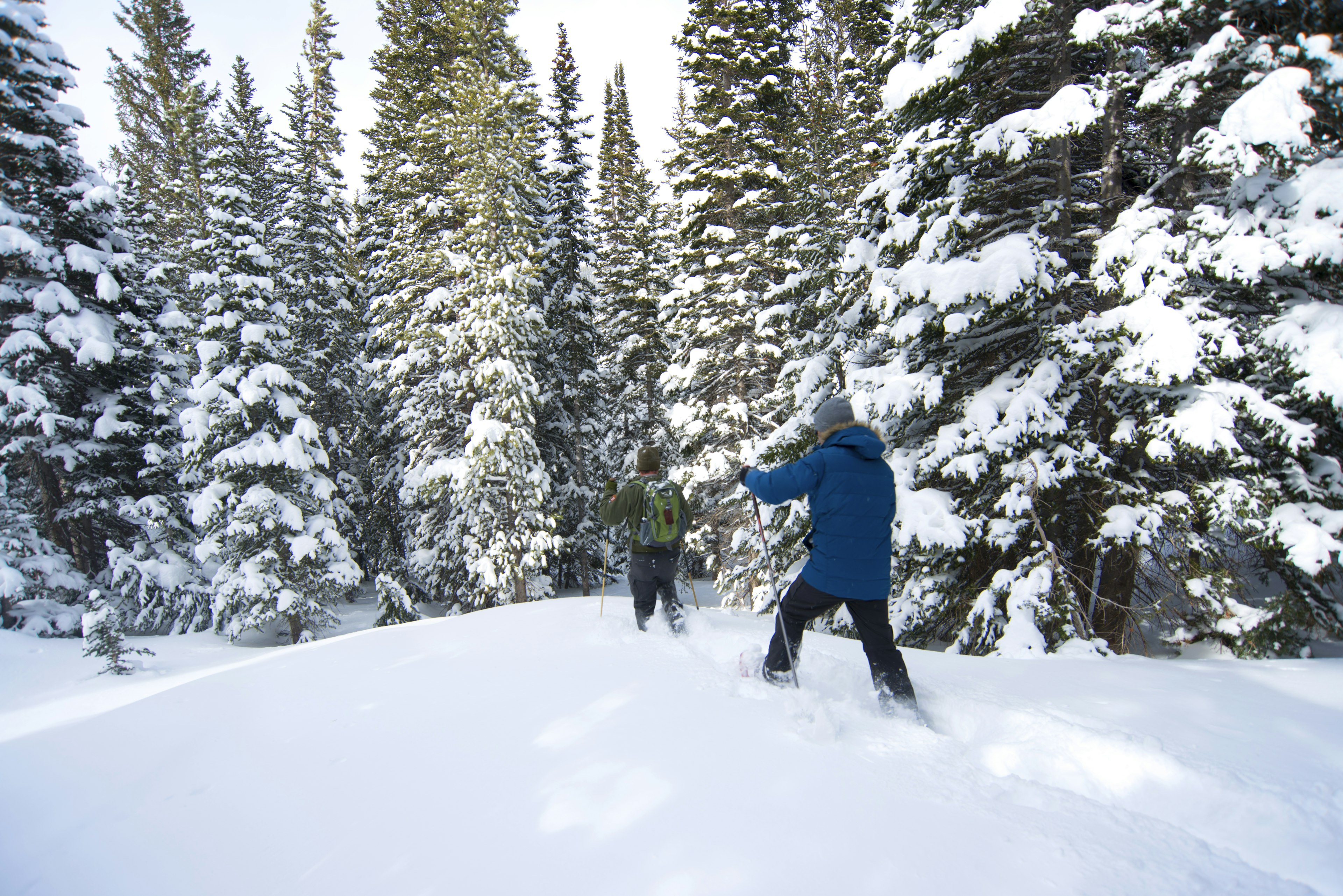 Snowshoeing through pine trees at Estes, Colorado