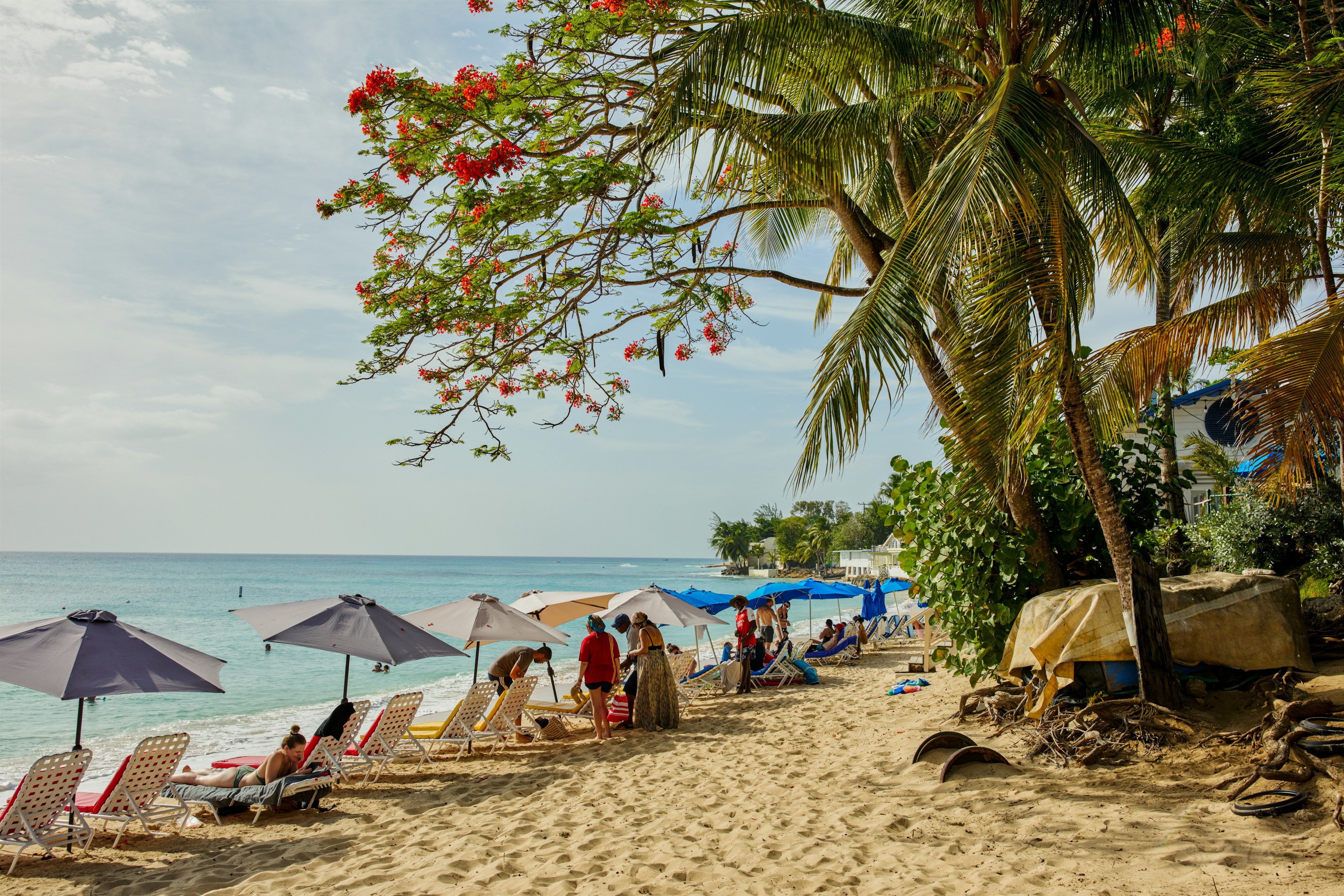 People lie on sun loungers under umbrellas and a flowering tree growing over the sand as the waves wash ashore, Mullins Beach, Barbados