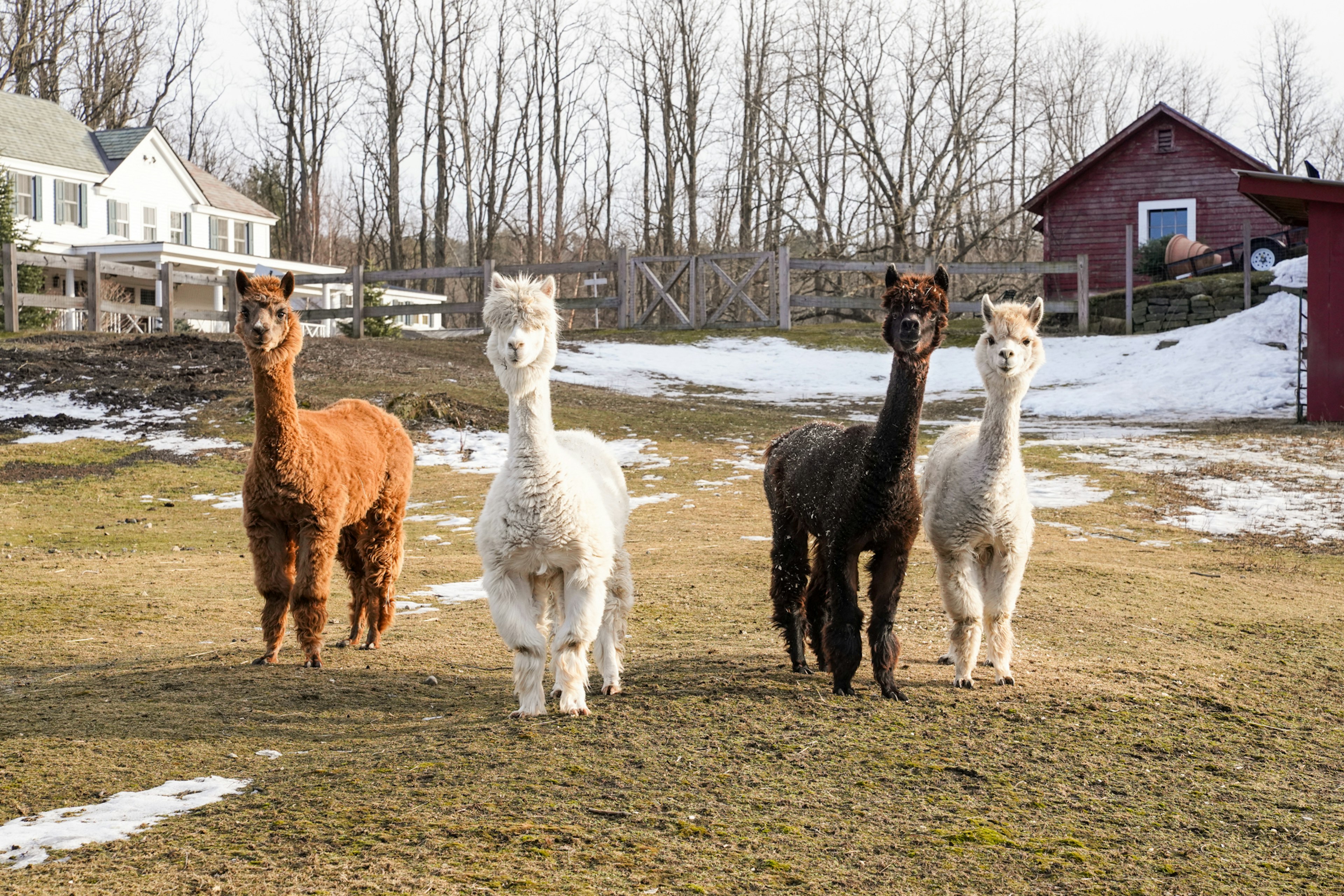 The resident alpacas at Hill Farm Inn in Manchester, Vermont. Lauren Breedlove for Lonely Planet