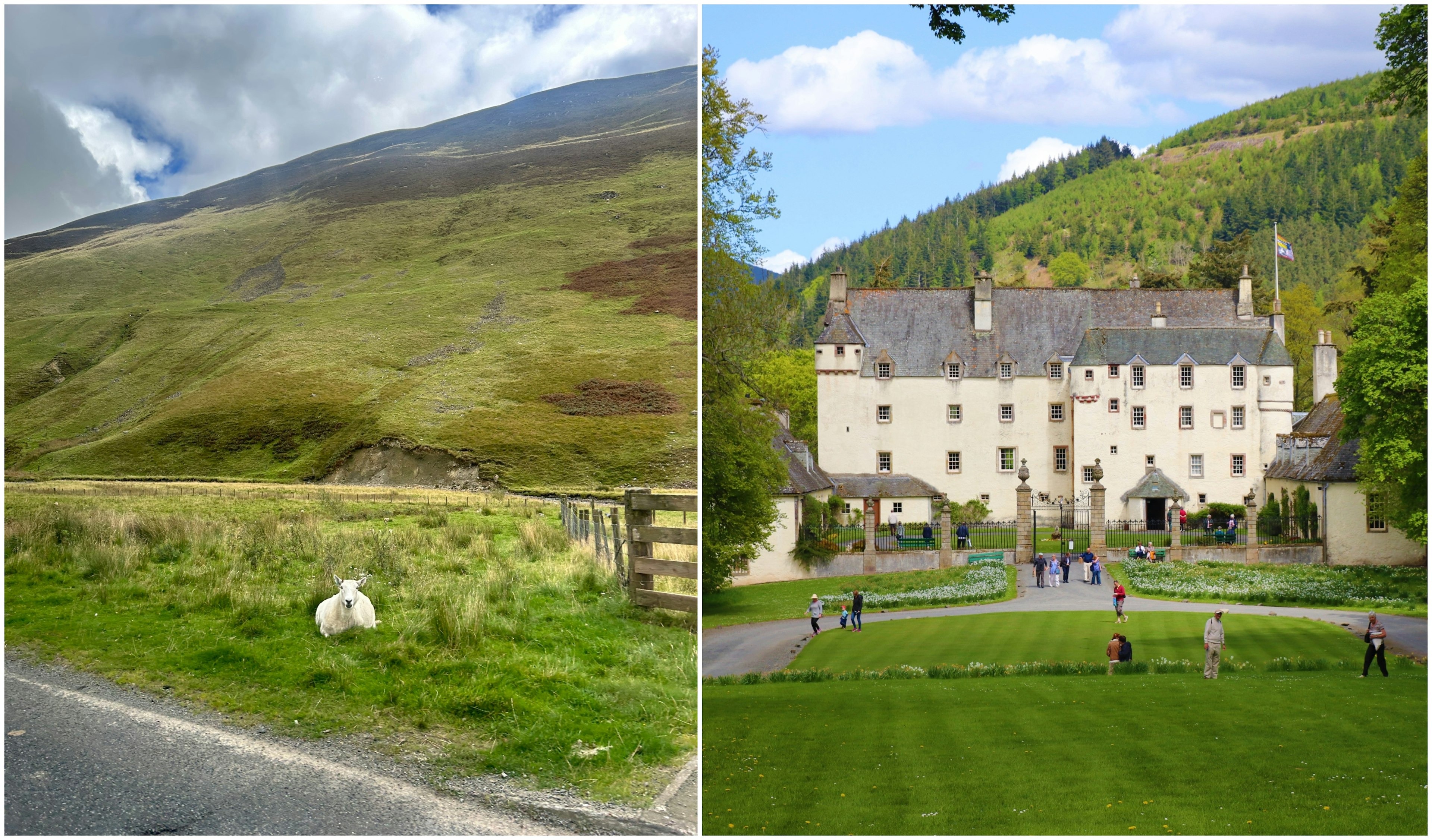 Photo on left of a sheep on a road side, on the right is the exterior of Traquair House.