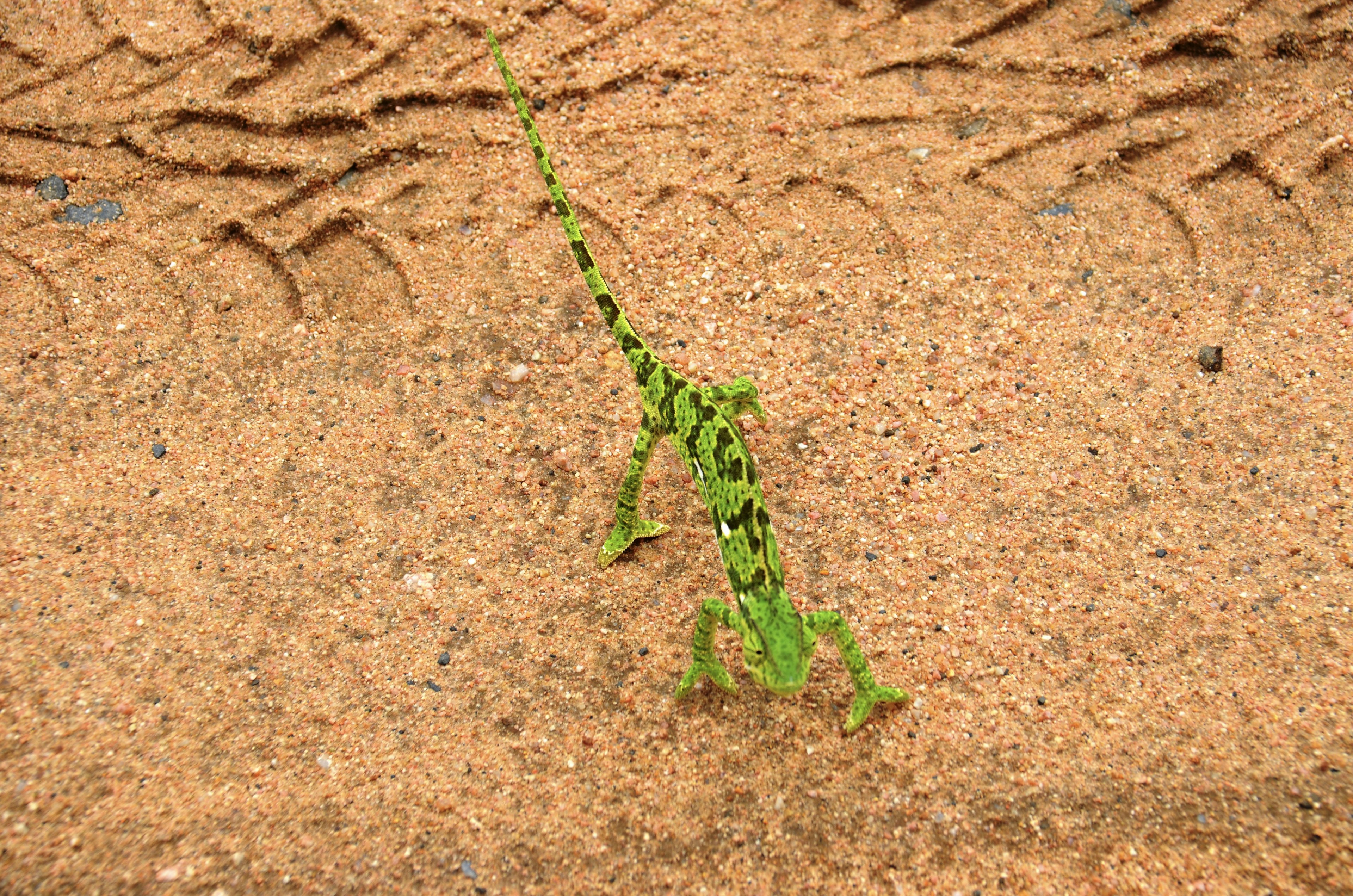 A bright green chameleon walks across the tyre tracks of a vehicle on a sand road in the park.