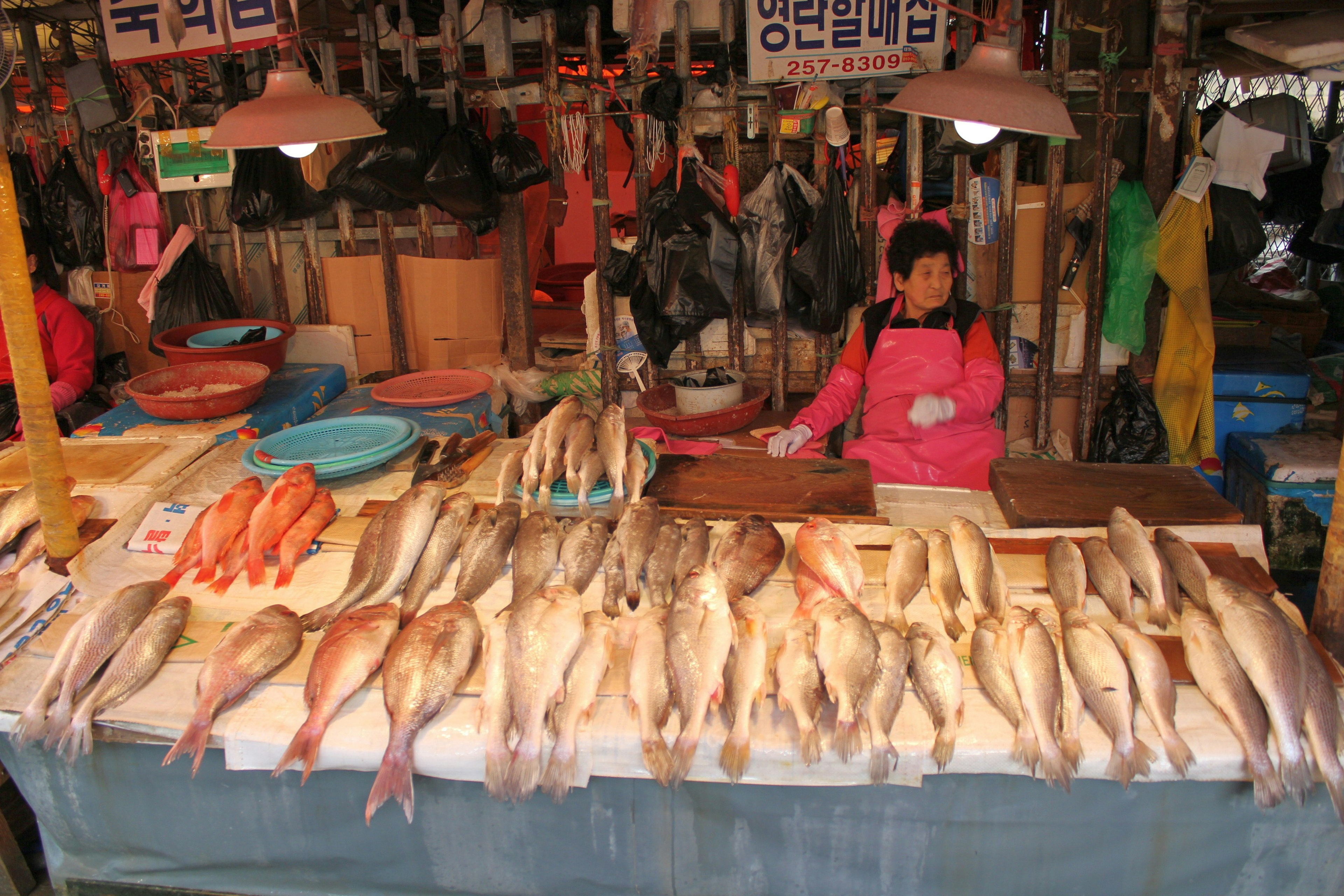 An array of seafood for sale at Jagalchi Fish Market