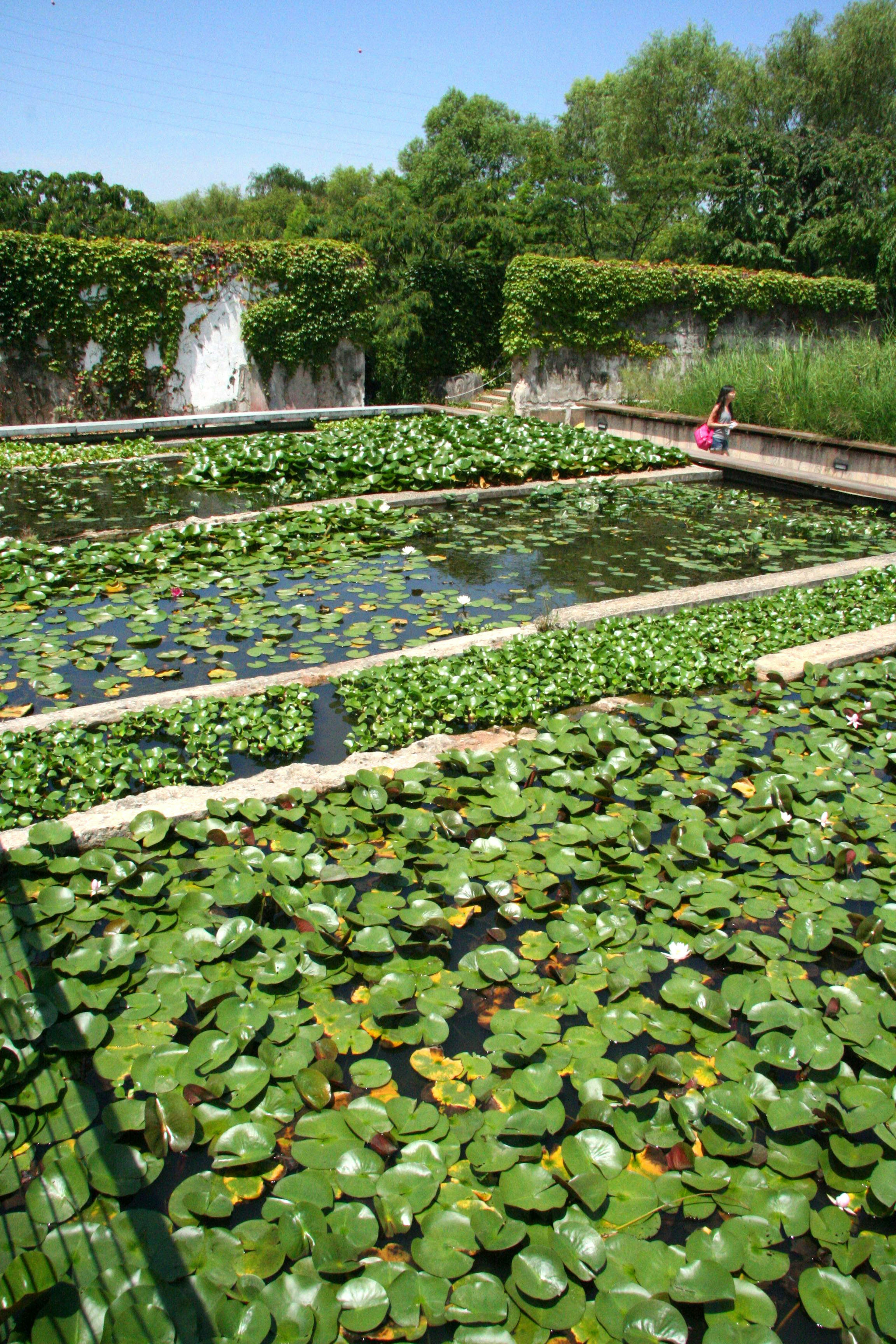 Lotuses in ponds created in a former water filtration plant on island in Han River.