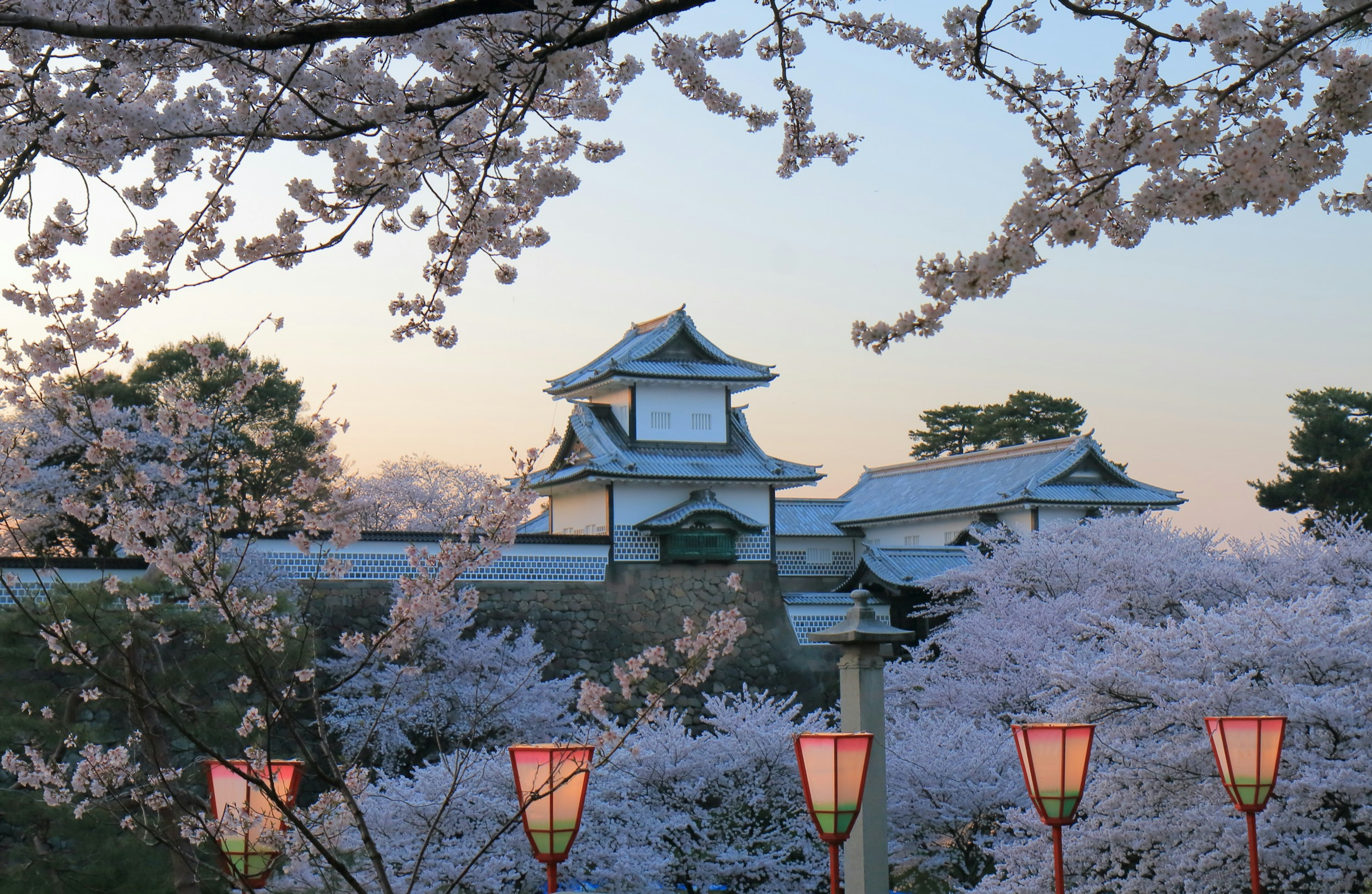 Cherry trees in full blossom at Kenroku-en Garden, with a view of Kanazawa Castle, Kanazawa, ǲԲū, Japan