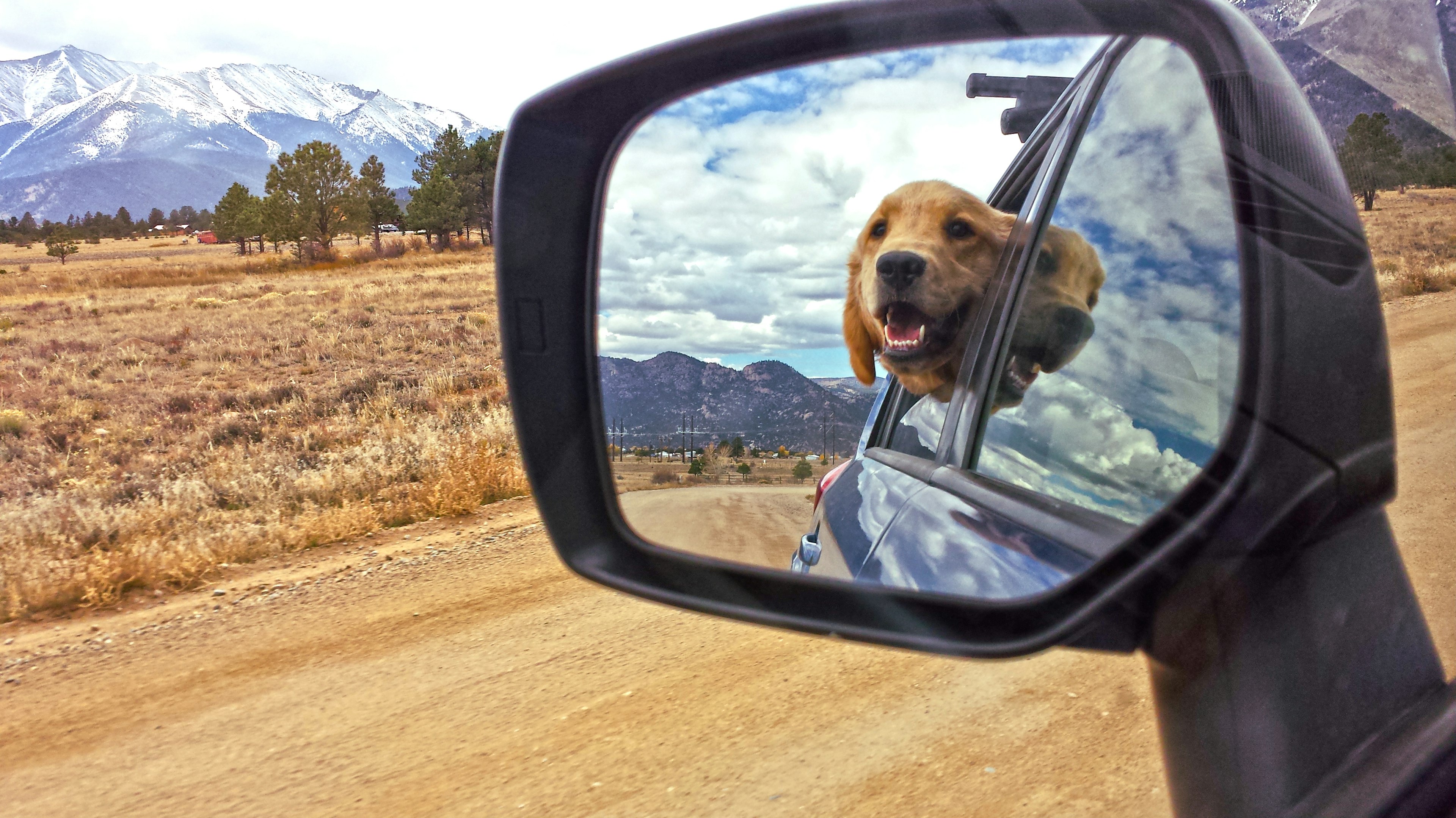 The dog won't be the only one gazing out of the window on a drive through Colorado. Getty Images