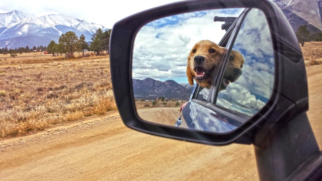 The dog won't be the only one gazing out of the window on a drive through Colorado. Getty Images