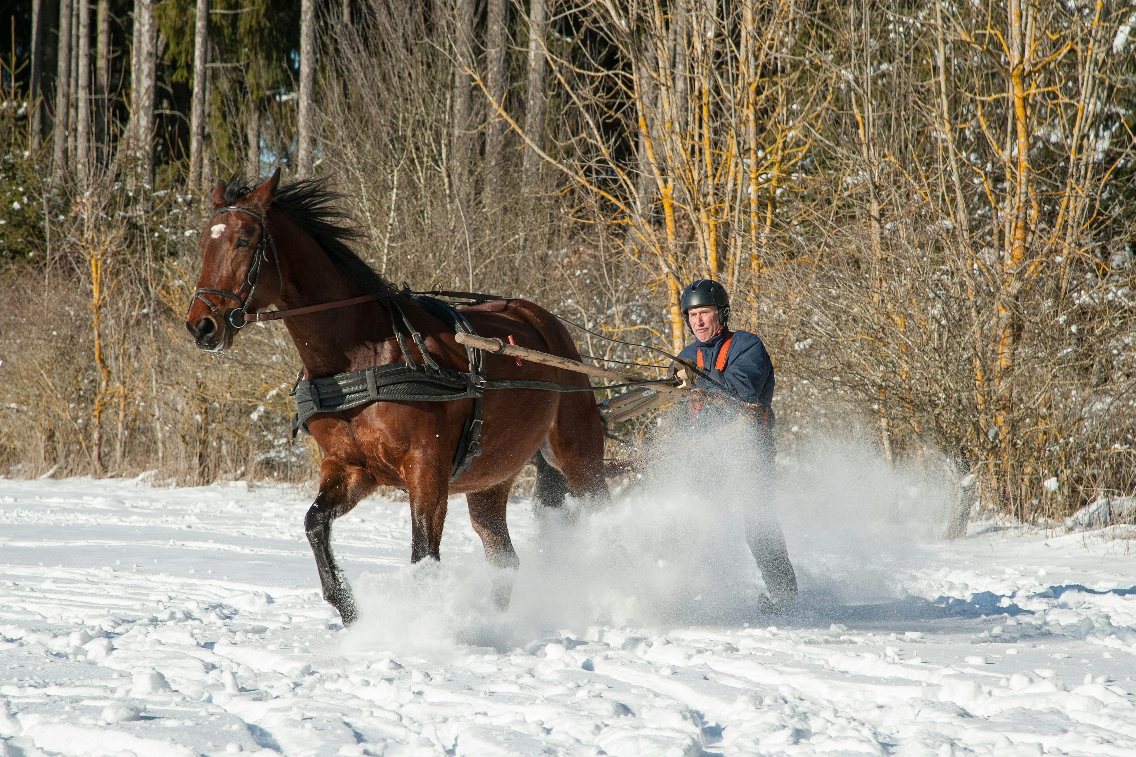 The eccentric sport of skijoring involves being dragged over the snow by a horse. Edgar G Biehle/Shutterstock