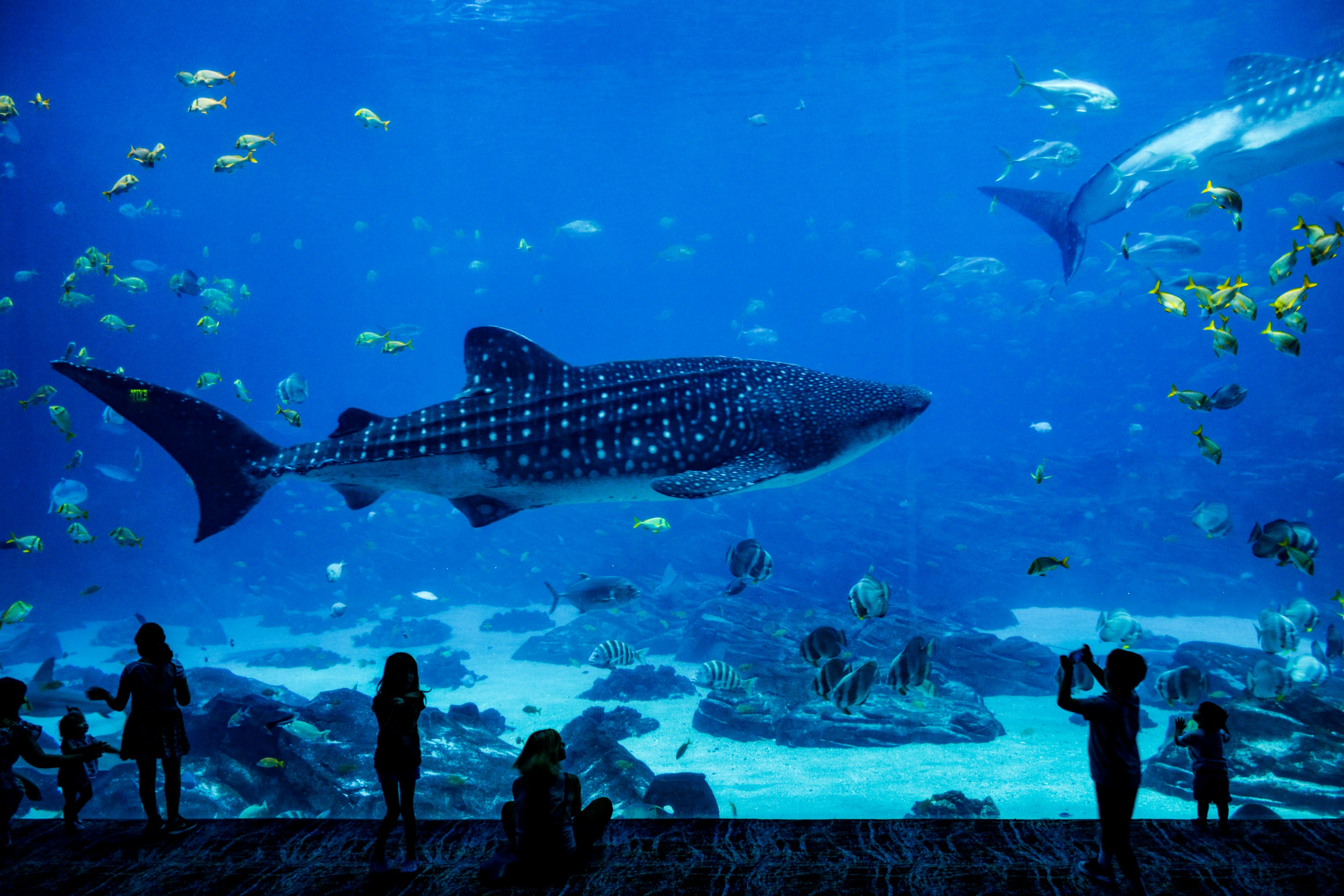 Aquarium visitors in Atlanta look at a shark swimming past.