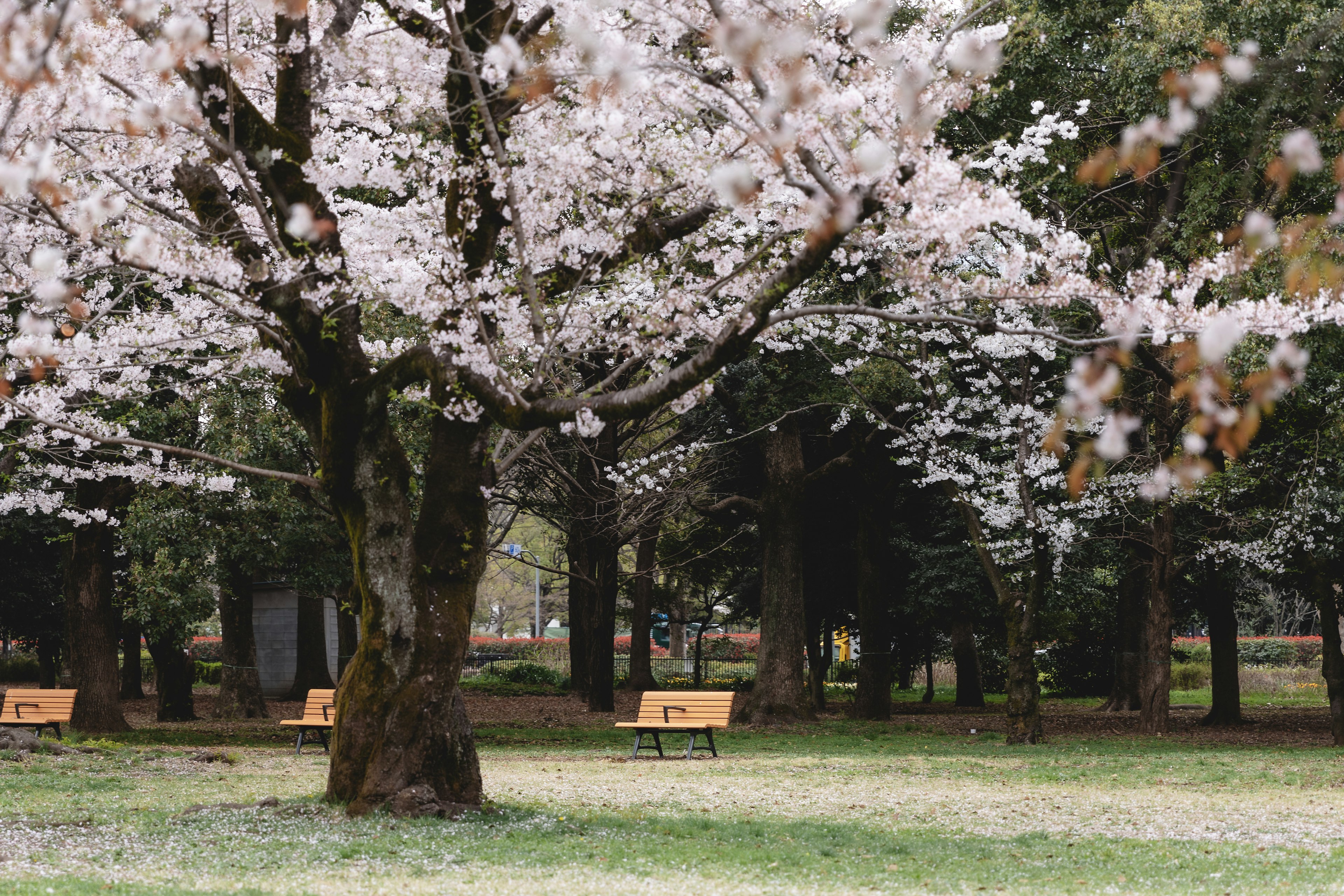 Yoyogi Park in Tokyo, Japan