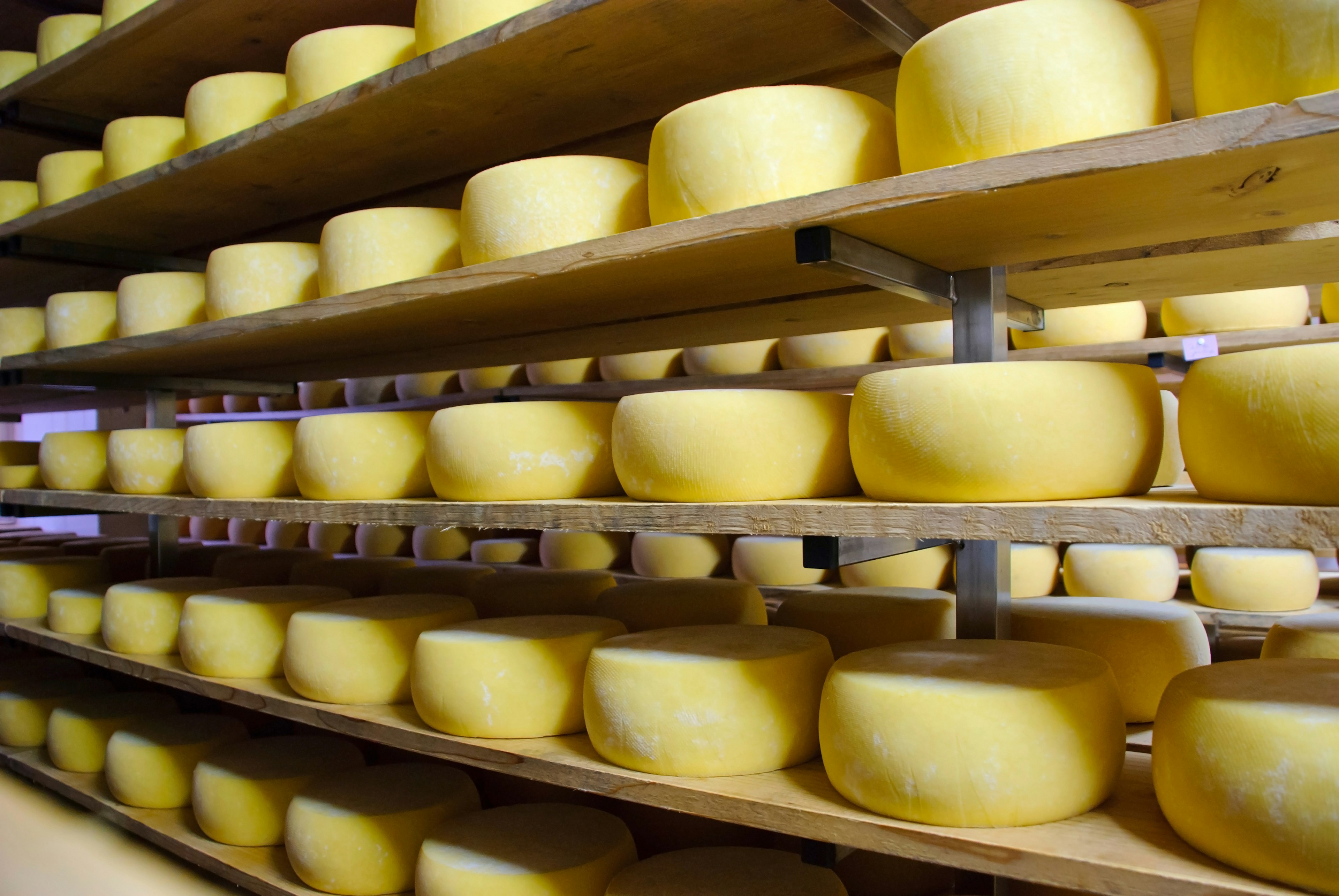 Large yellow wheels of cheese sat on shelves in storage