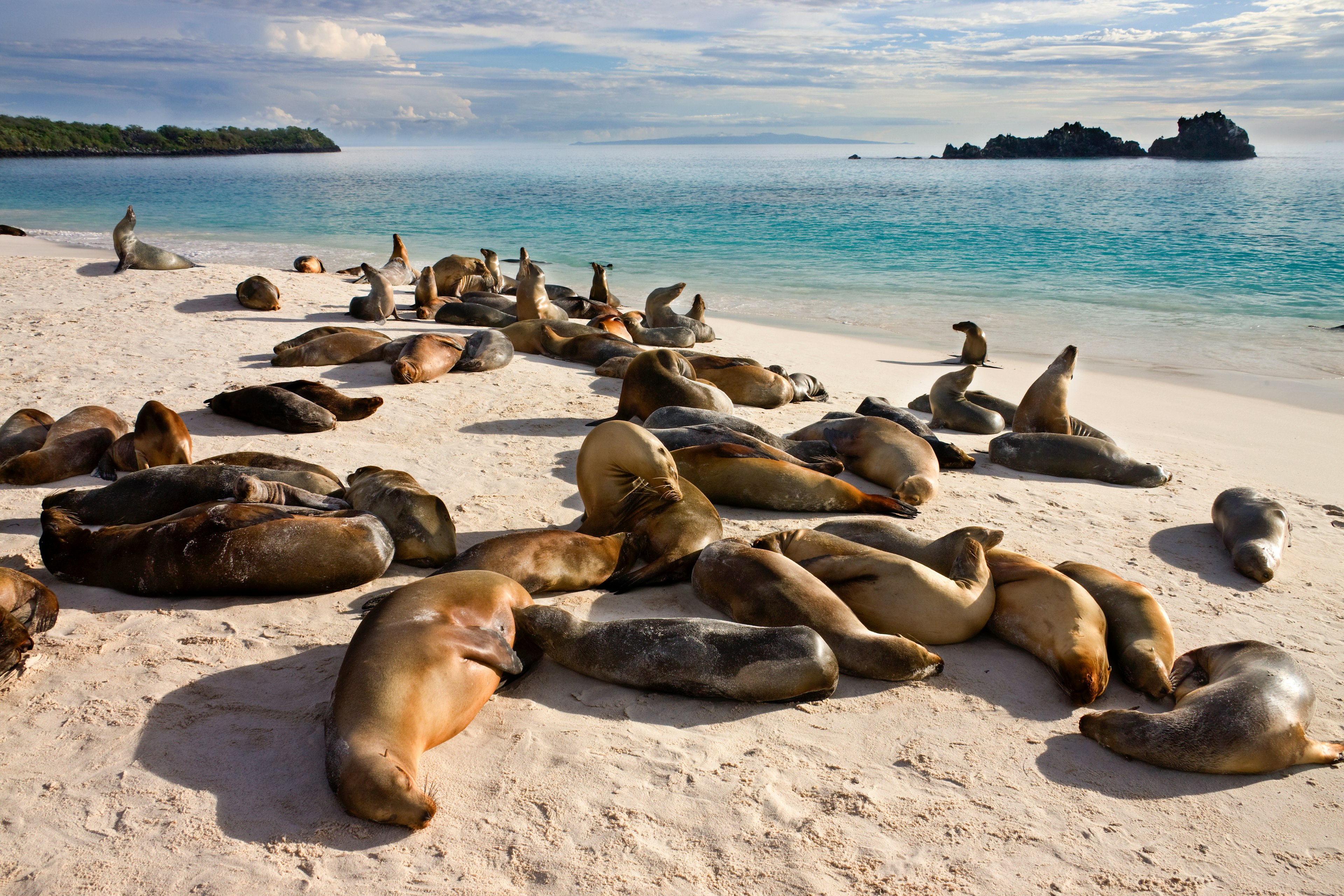 Galapagos Sea Lions (Zalophus wollebaeki). The colony at Gardner Bay on Espanola in the Galapagos Islands, Ecuador.