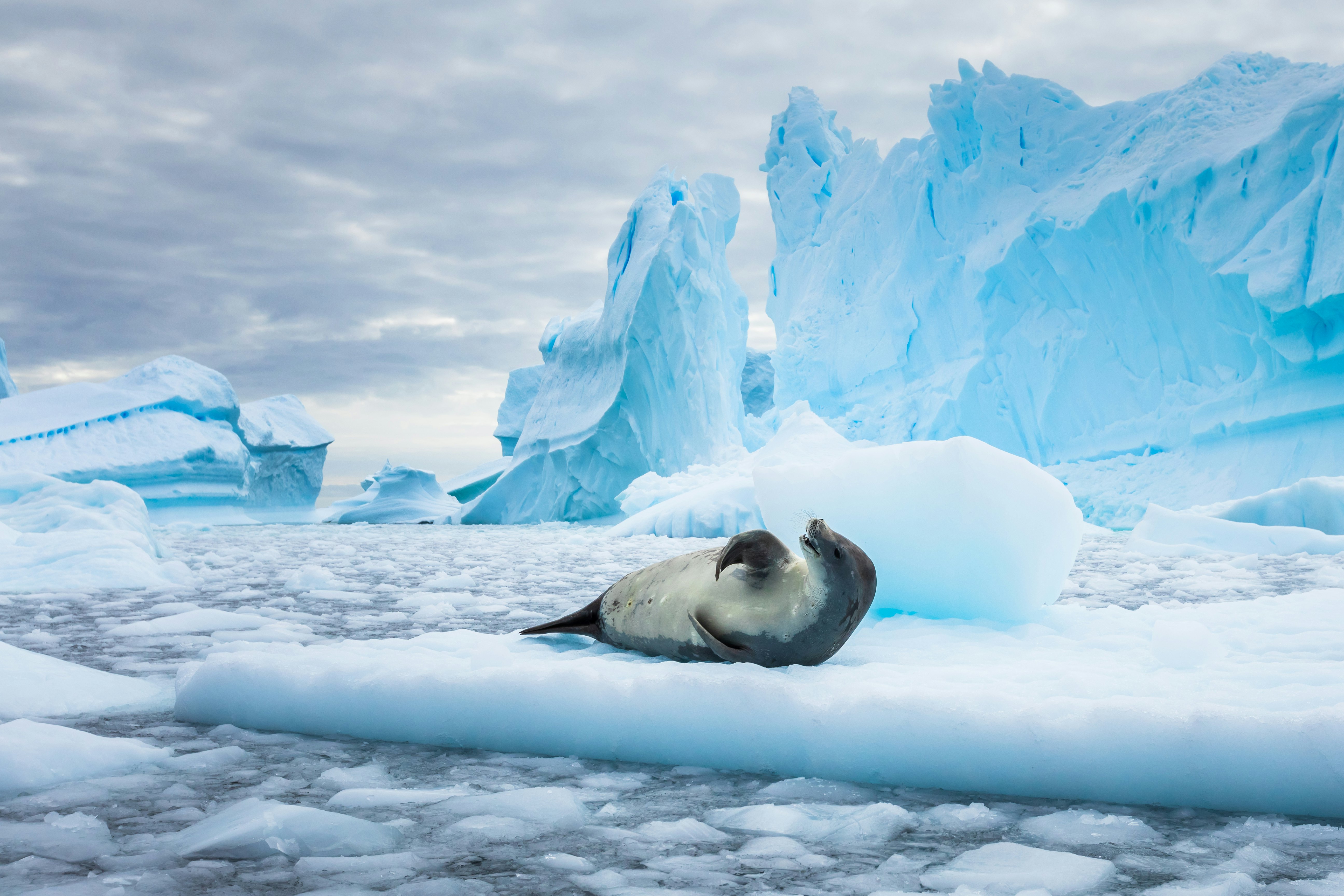 A crabeater seal in Antarctica resting on drifting pack ice between blue icebergs in the Antarctic Peninsula.