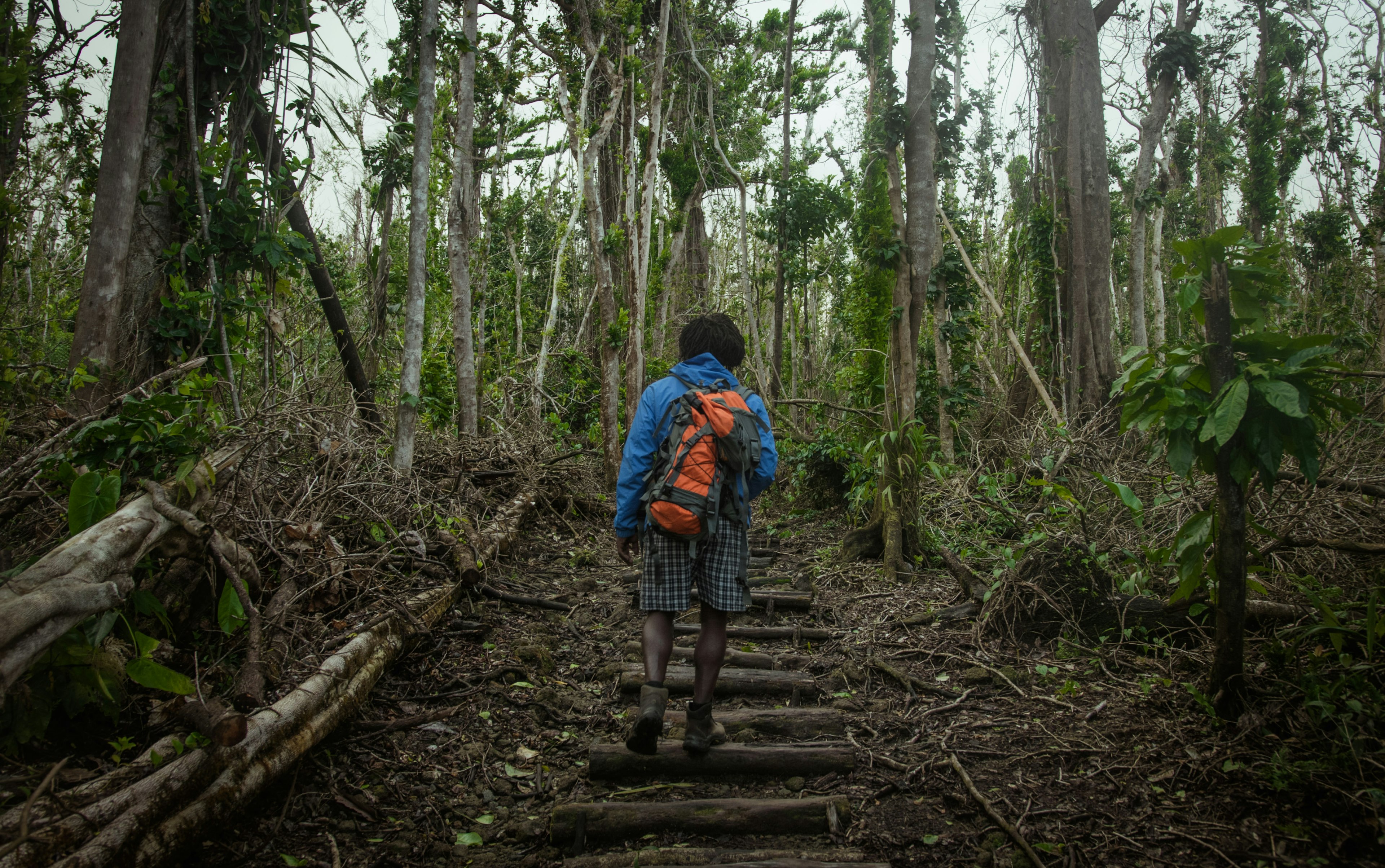 A person seen from behind with a backpack on a path reinforced with logs leading through a forest in Dominica