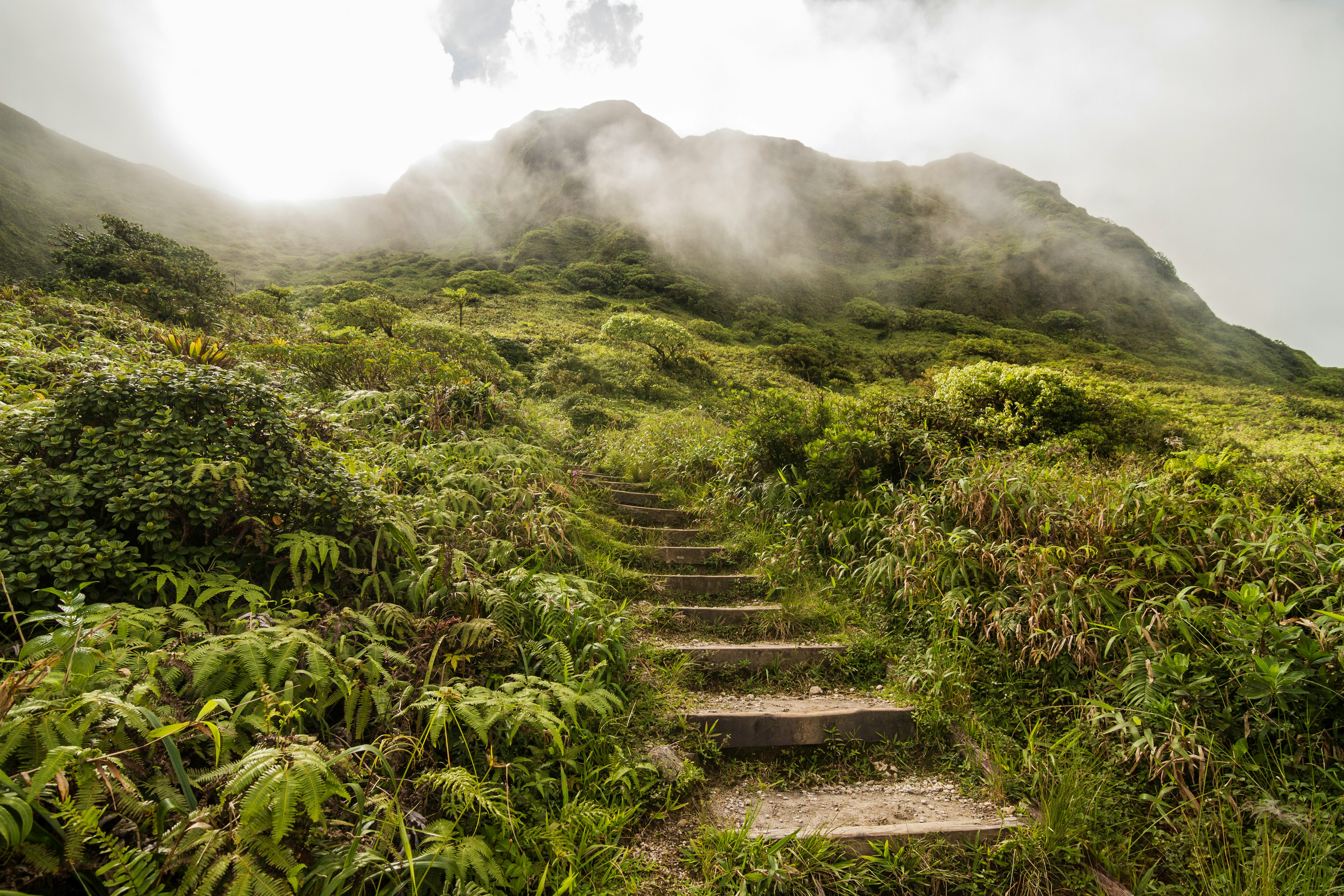 Steps on a hiking trail lead through lush tropical vegetation and the misty summit of Mont Pelée on Martinique